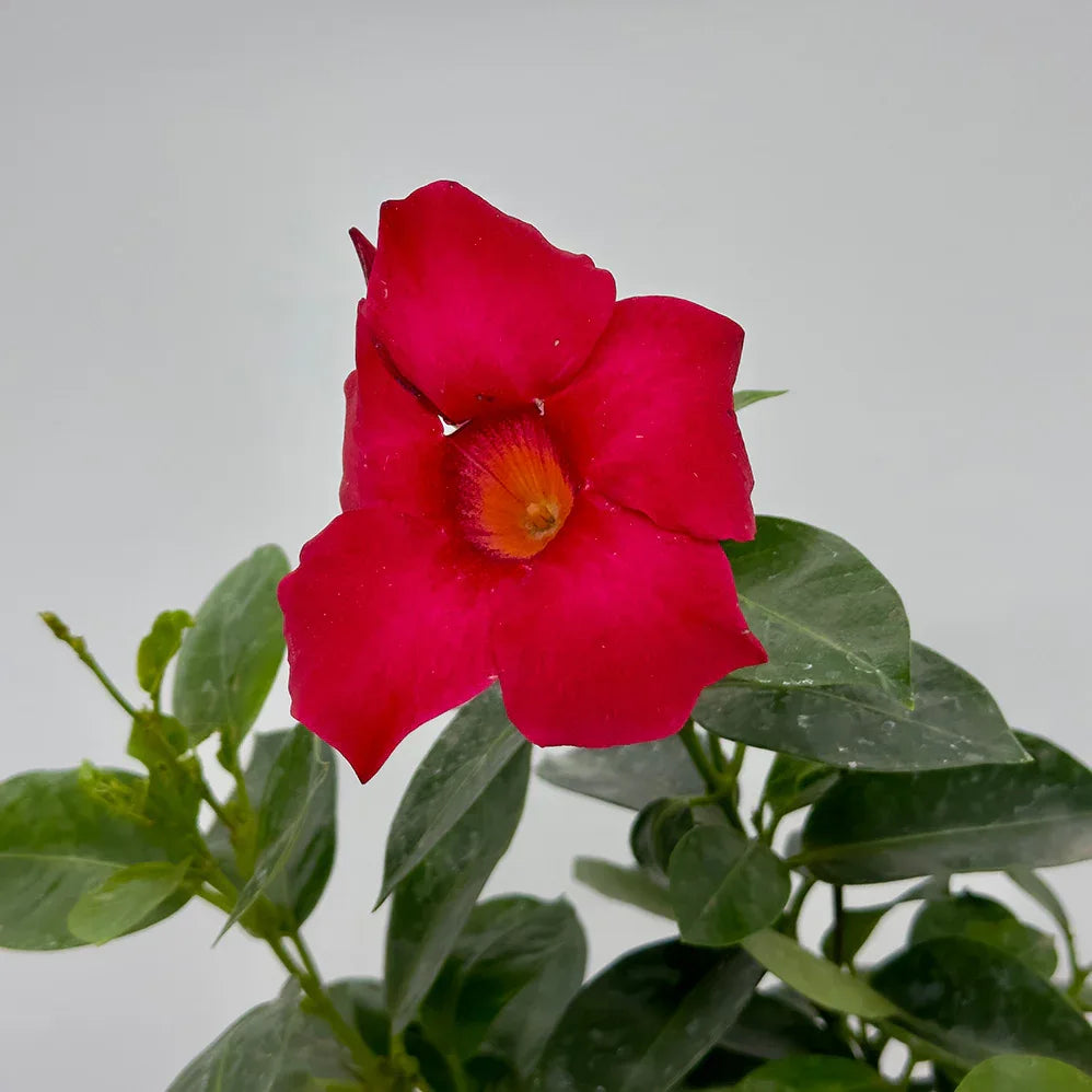 DIPLADENIA (MANDEVILIA) - Vivero Yañez 