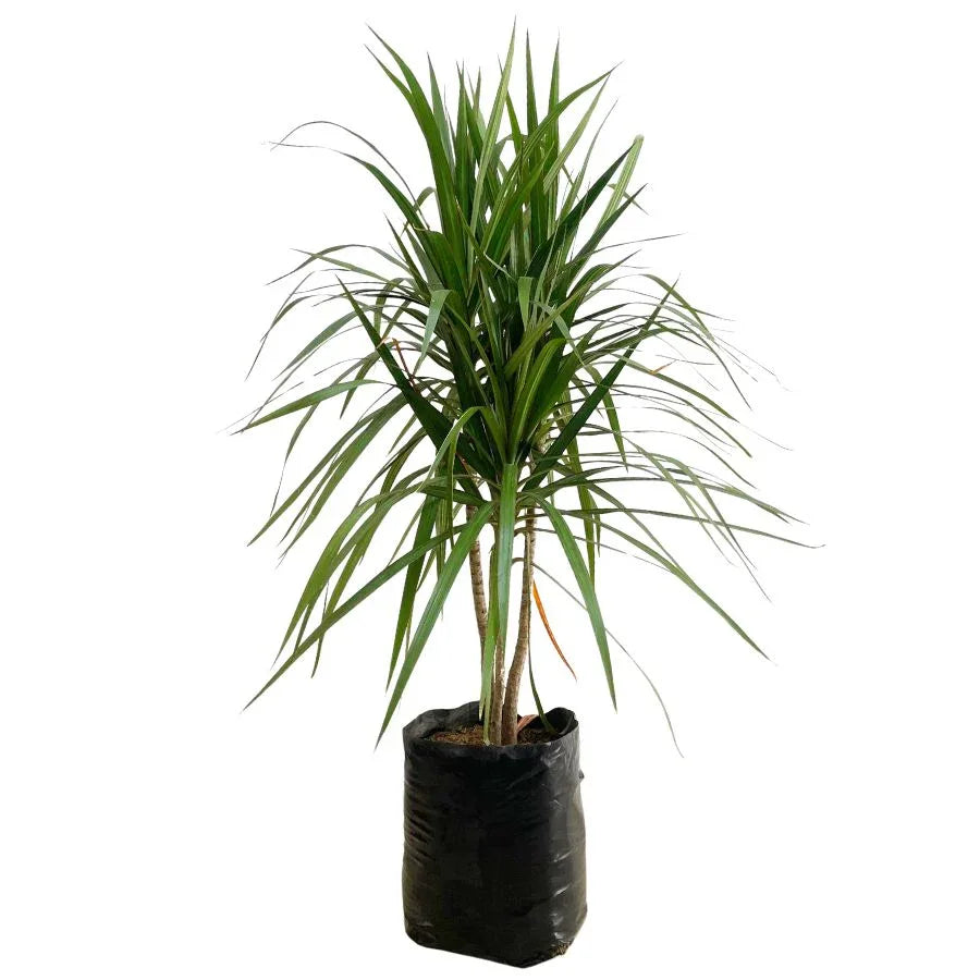 DRACENA MARGINATA - Vivero Yañez 