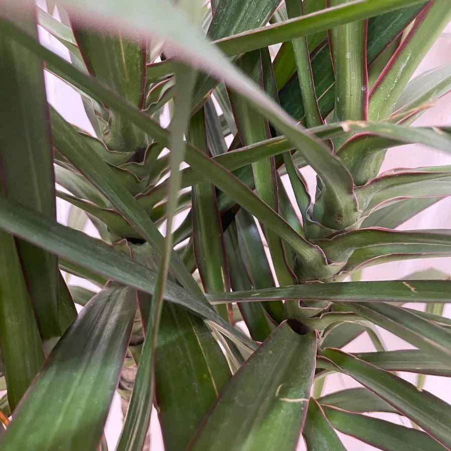 DRACENA MARGINATA - Vivero Yañez 
