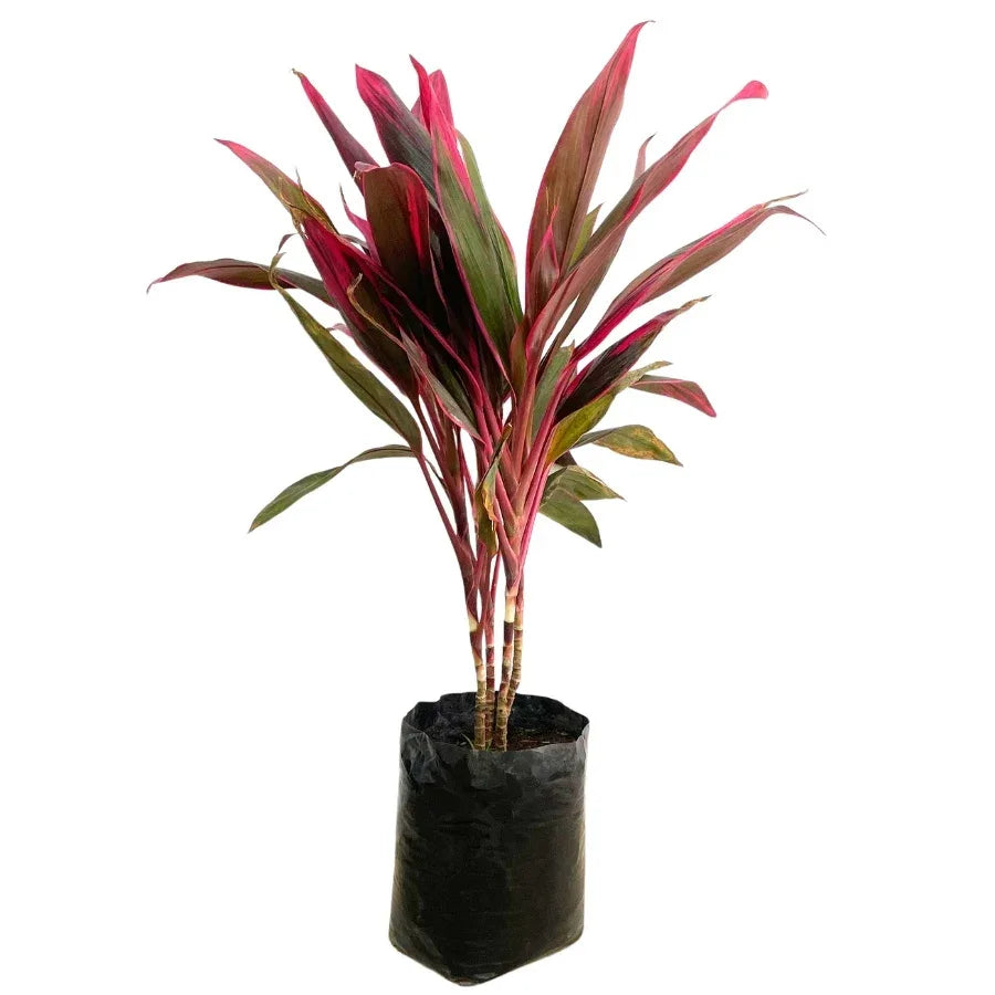 DRACENA ROJA (MUÑECA ROJA) - Vivero Yañez 