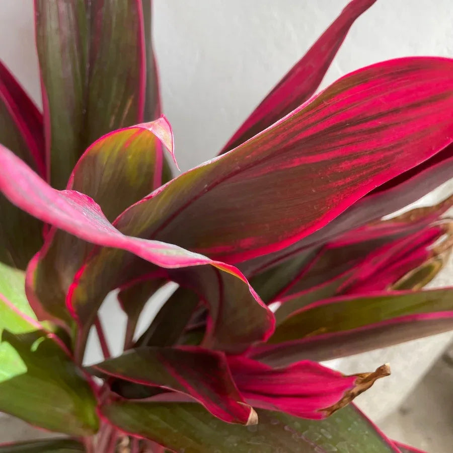 DRACENA ROJA (MUÑECA ROJA) - Vivero Yañez 