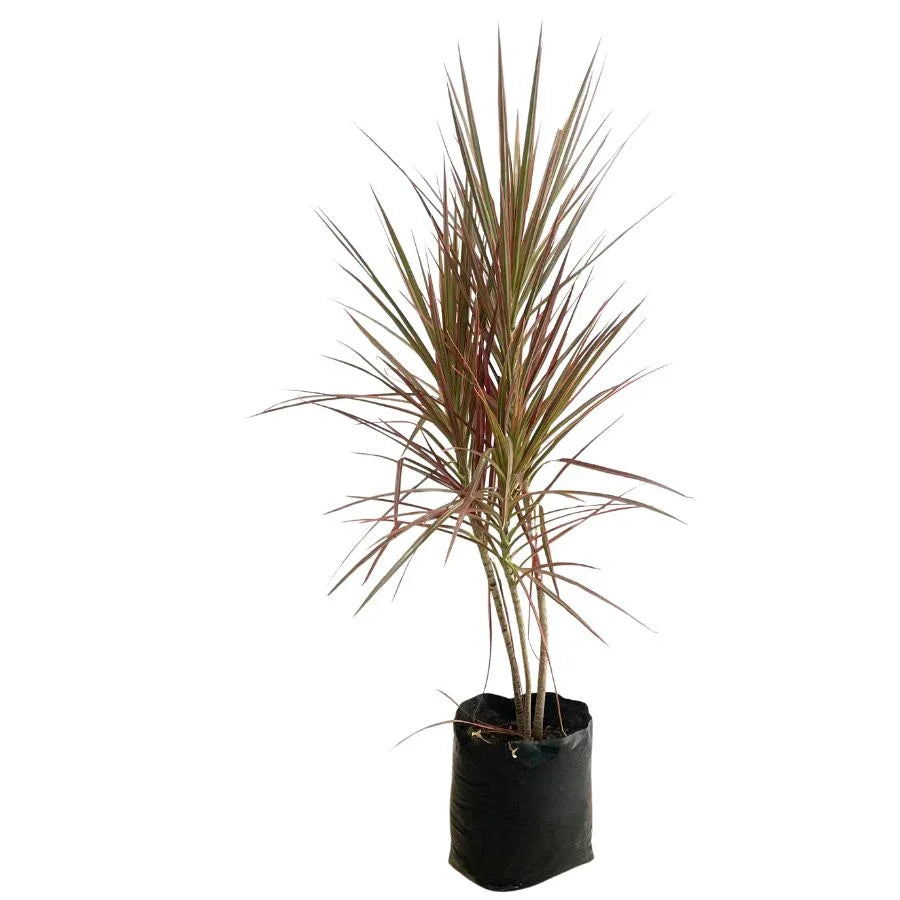 DRACENA COLORAMA (TRICOLOR) - Vivero Yañez 