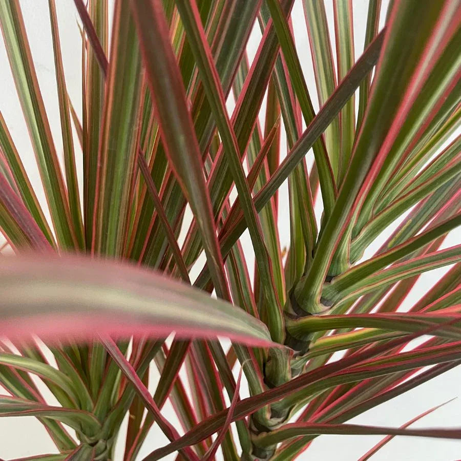DRACENA COLORAMA (TRICOLOR) - Vivero Yañez 