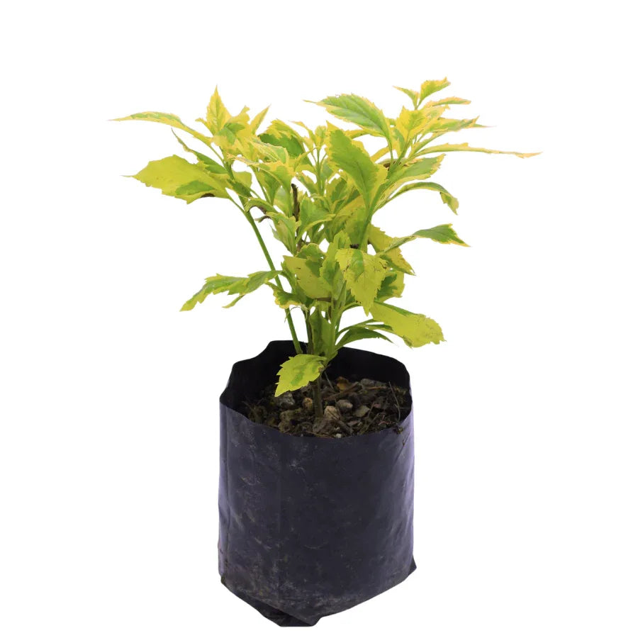 DURANTA GOLDEN - Vivero Yañez 