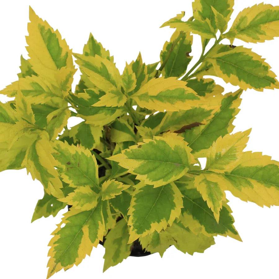 DURANTA GOLDEN - Vivero Yañez 