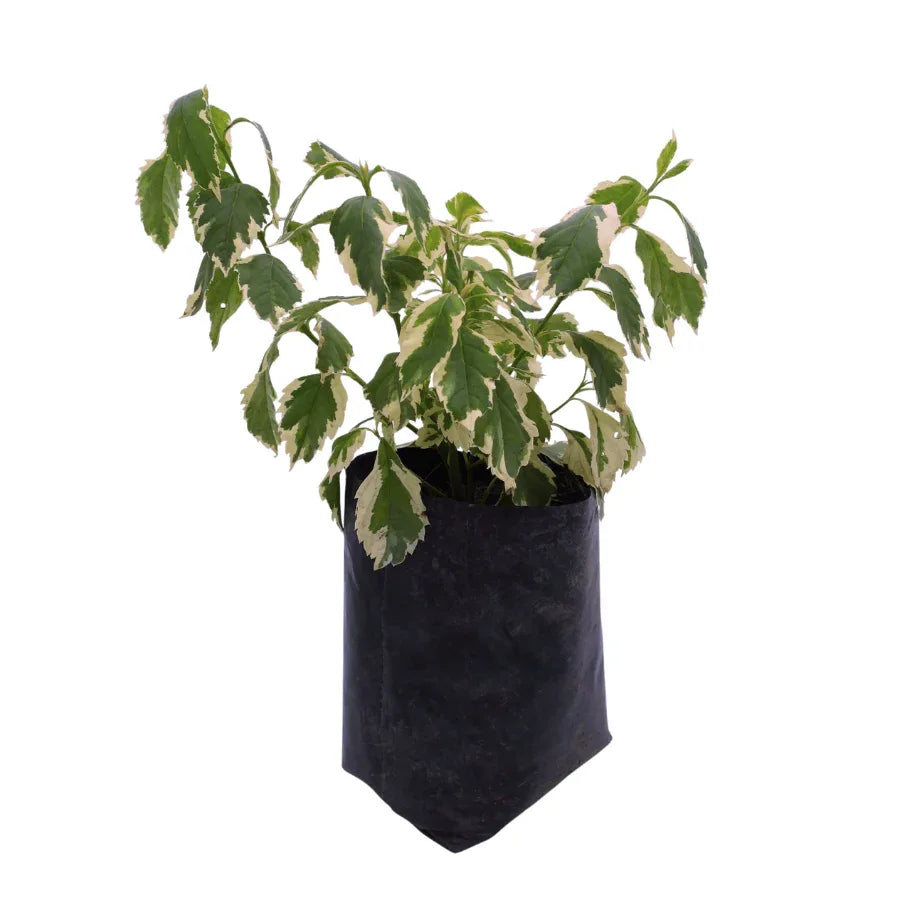 DURANTA BLANCA - Vivero Yañez 