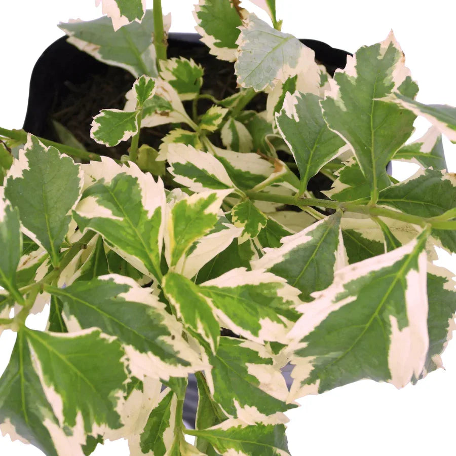 DURANTA BLANCA - Vivero Yañez 
