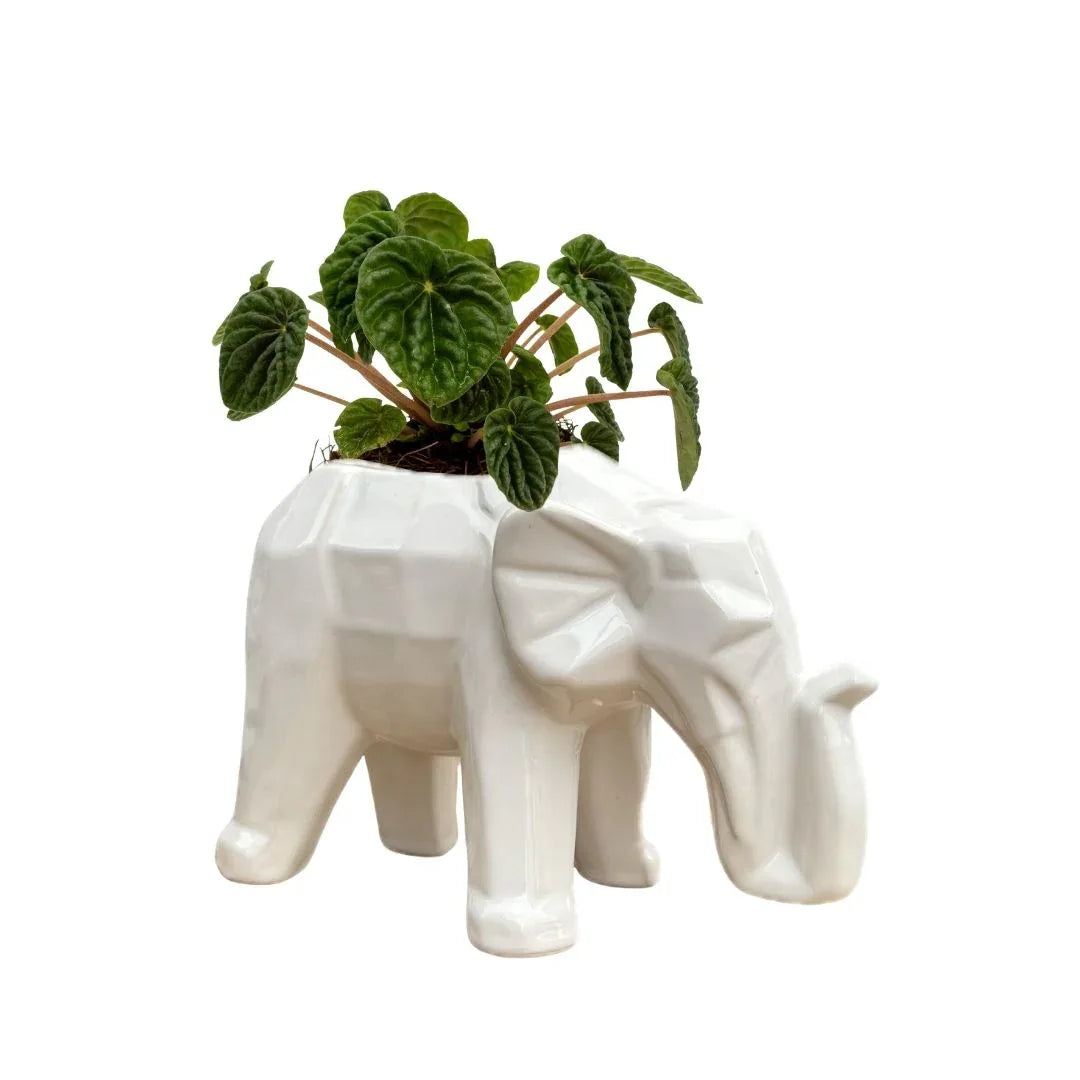MACETA DE CERAMICA ELEPHANTI - Vivero Yañez 
