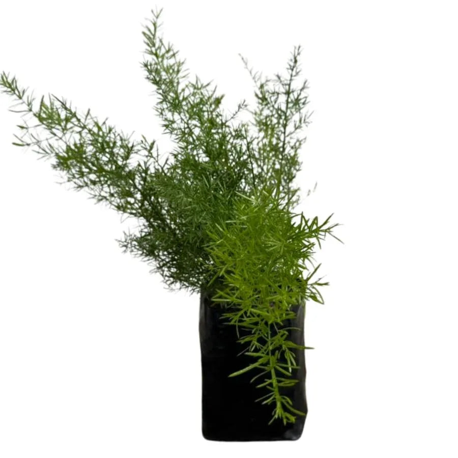 ESPARRAGO SPRINGERI - Vivero Yañez 