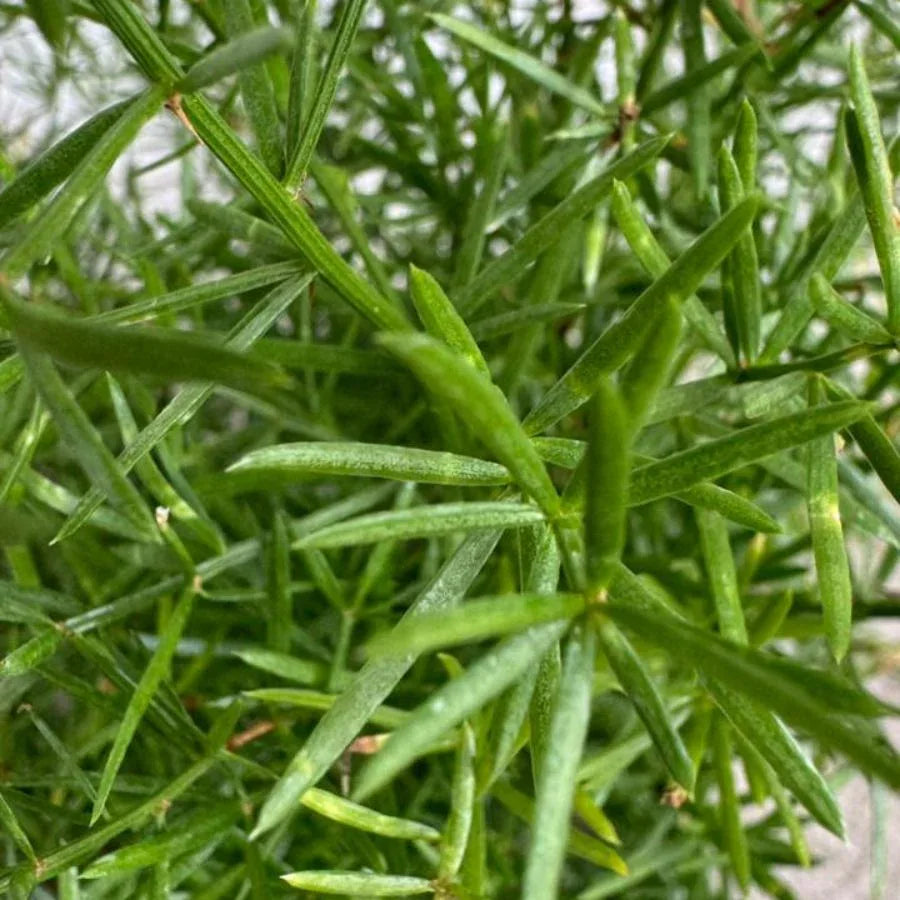 ESPARRAGO SPRINGERI - Vivero Yañez 