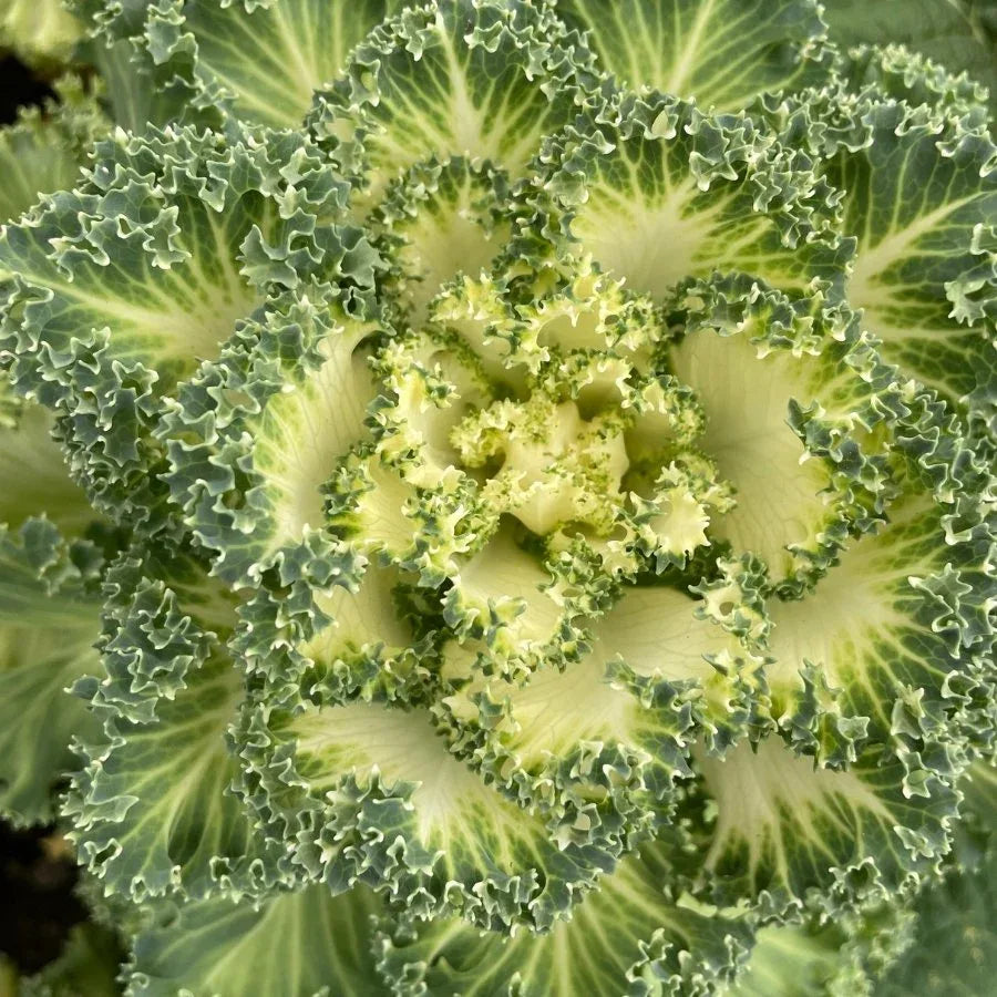 ESPUMA DE MAR (COL ORNAMENTAL) - Vivero Yañez 