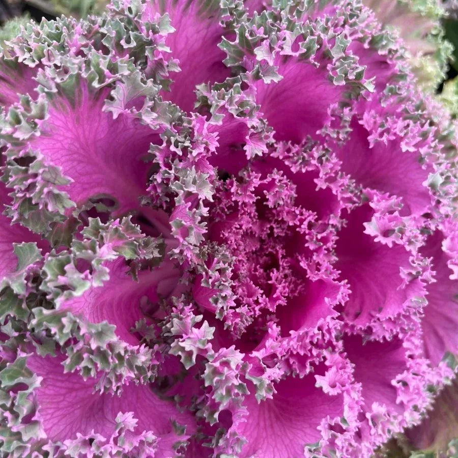 ESPUMA DE MAR (COL ORNAMENTAL) - Vivero Yañez 