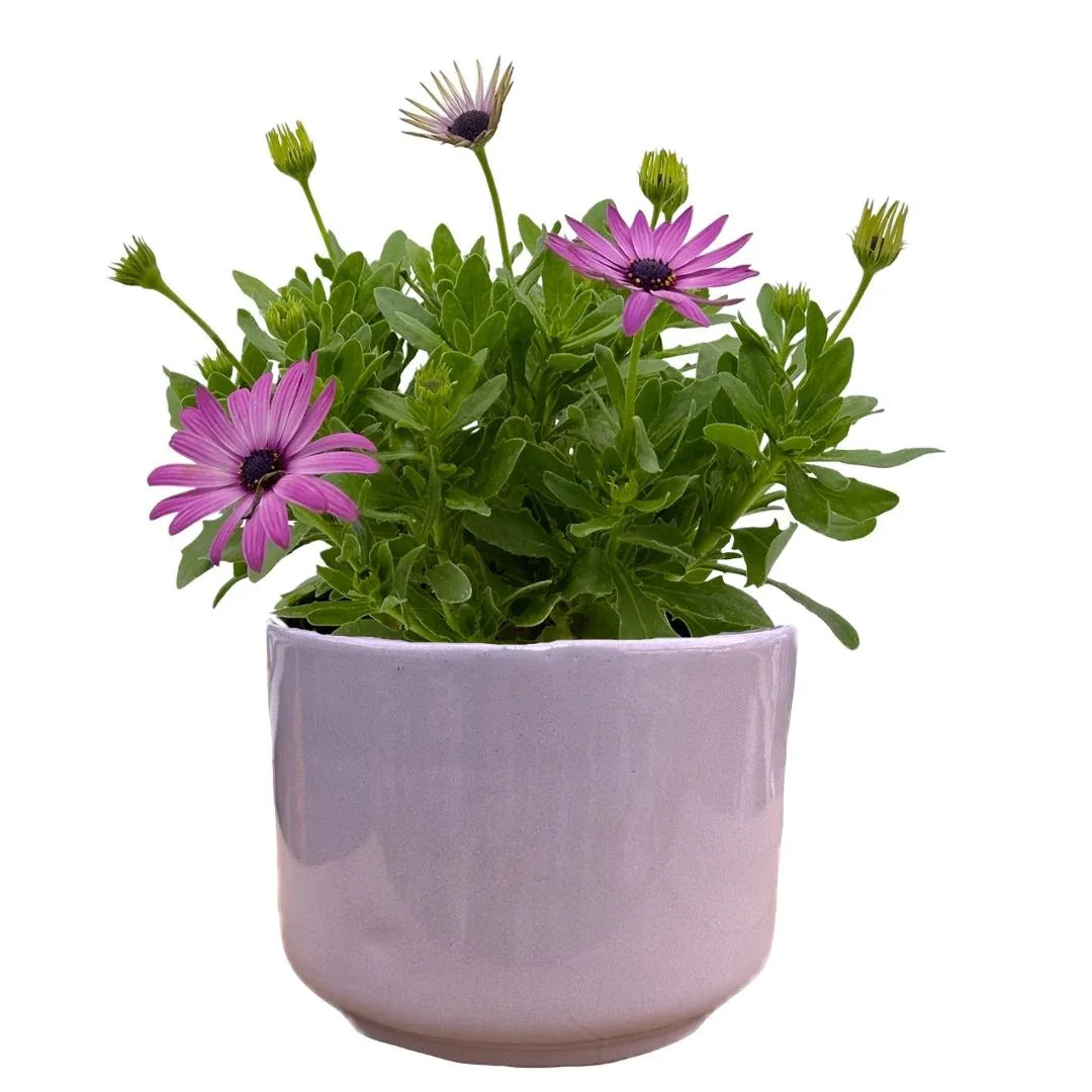MACETA DE CERAMICA ESSENTIA - Vivero Yañez 