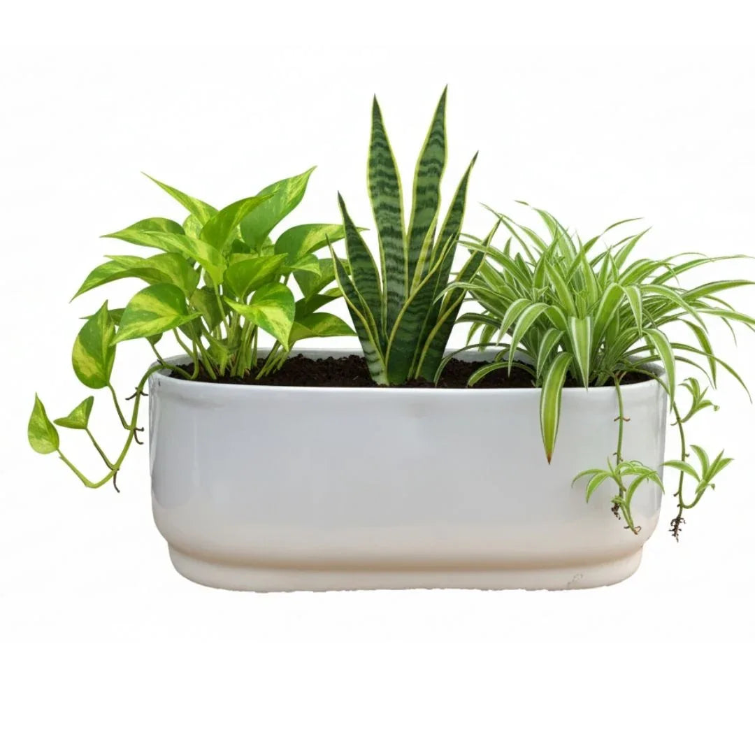 MACETA DE CERAMICA ESTIPITE - Vivero Yañez 