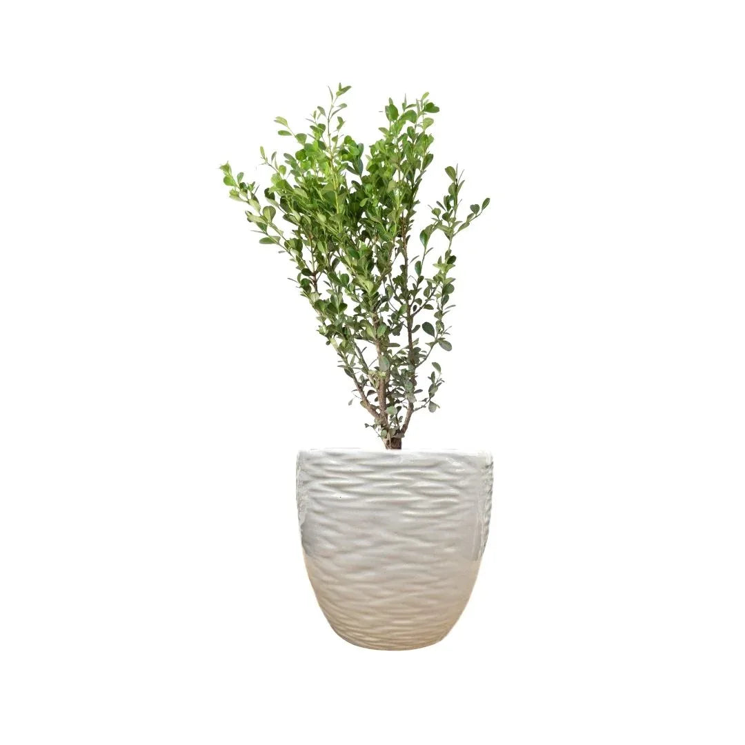 MACETA DE CERAMICA EVANEA - Vivero Yañez 