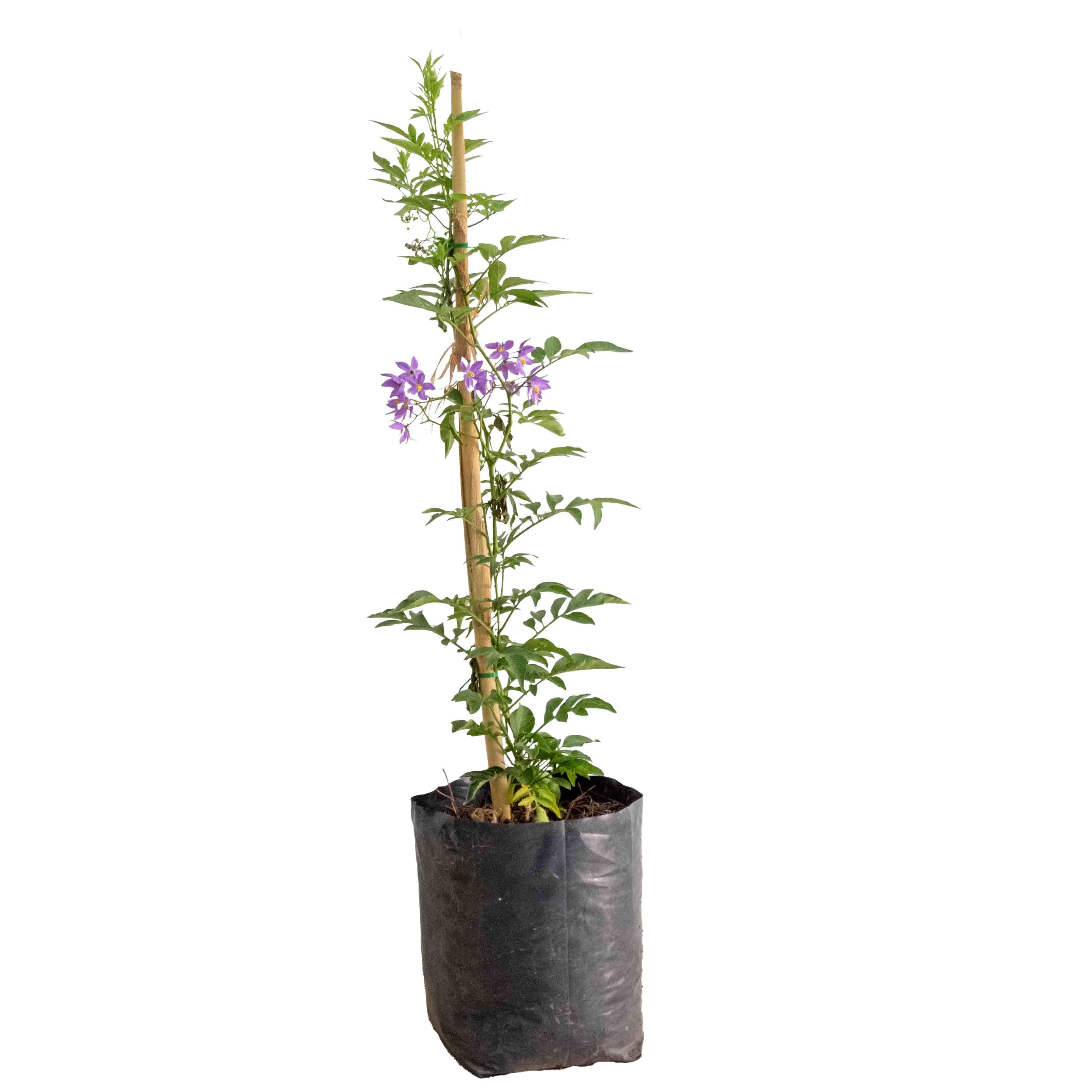 ENREDADERA GLORIA - Vivero Yañez 