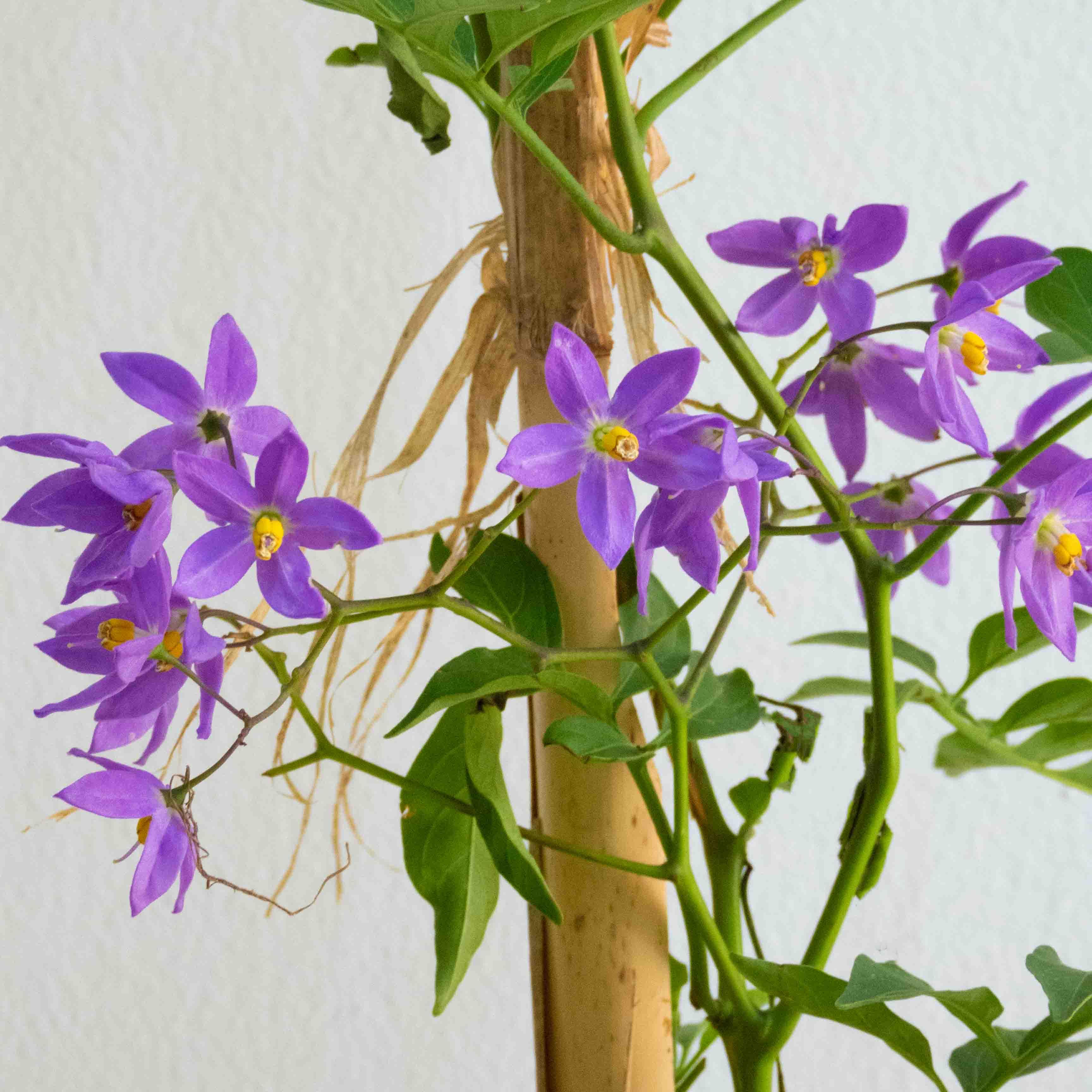 ENREDADERA GLORIA - Vivero Yañez 