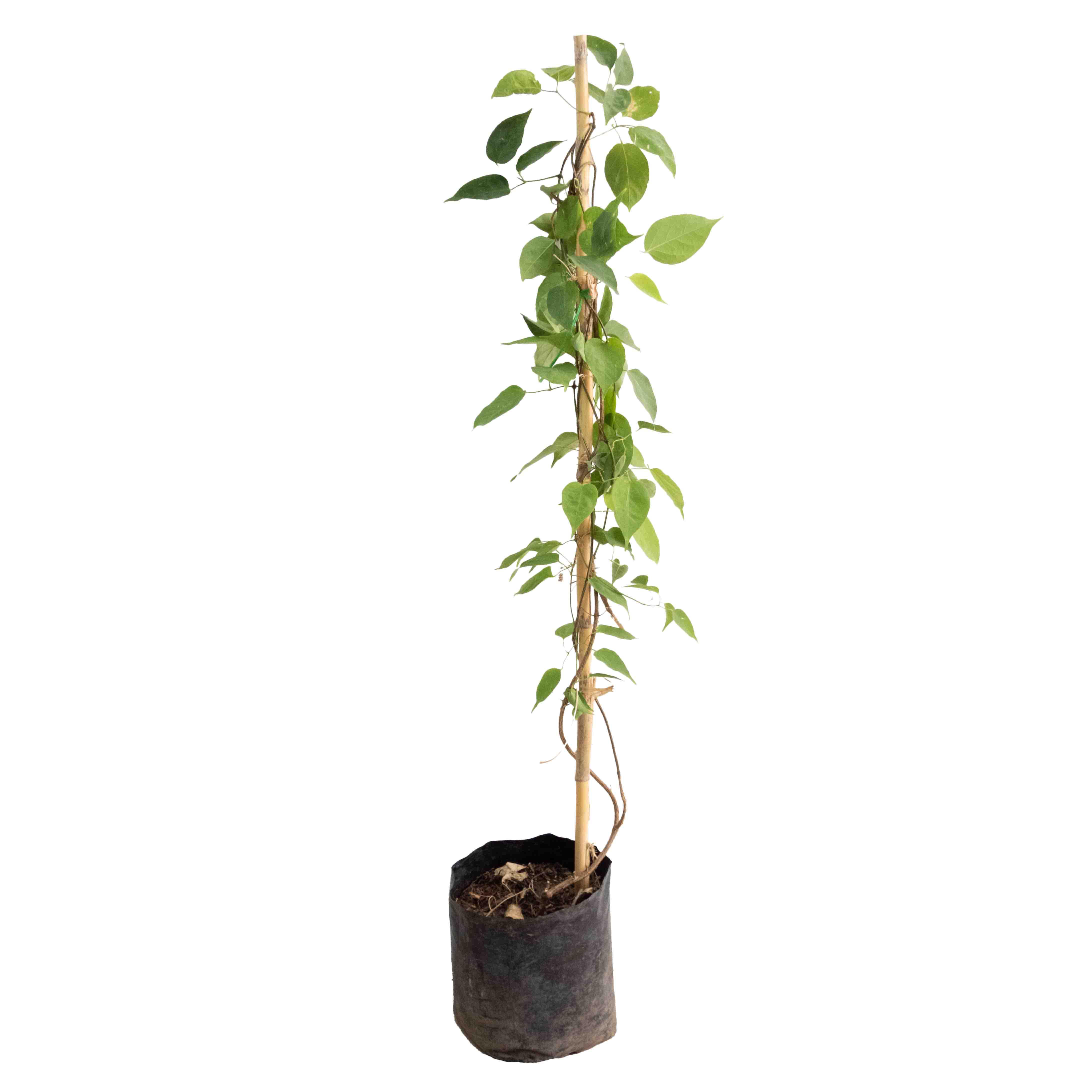 ENREDADERA LLAMARADA - Vivero Yañez 