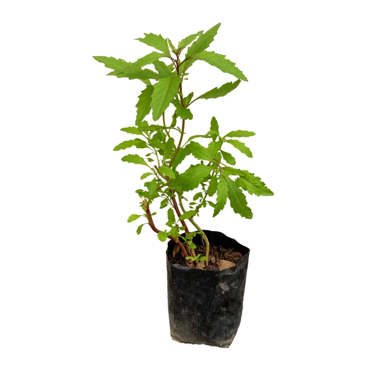 EPAZOTE - Vivero Yañez 