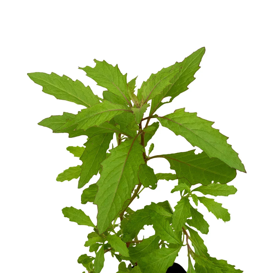 EPAZOTE - Vivero Yañez 