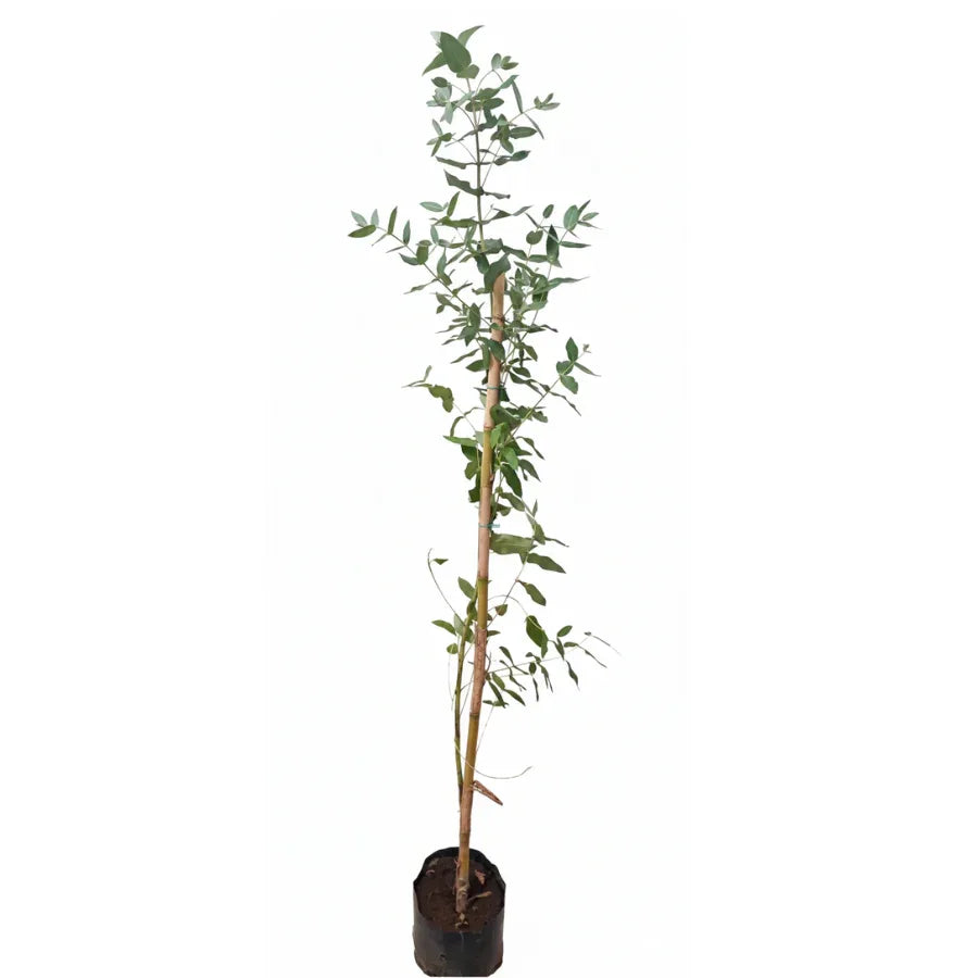 ARBOL EUCALIPTO - Vivero Yañez 