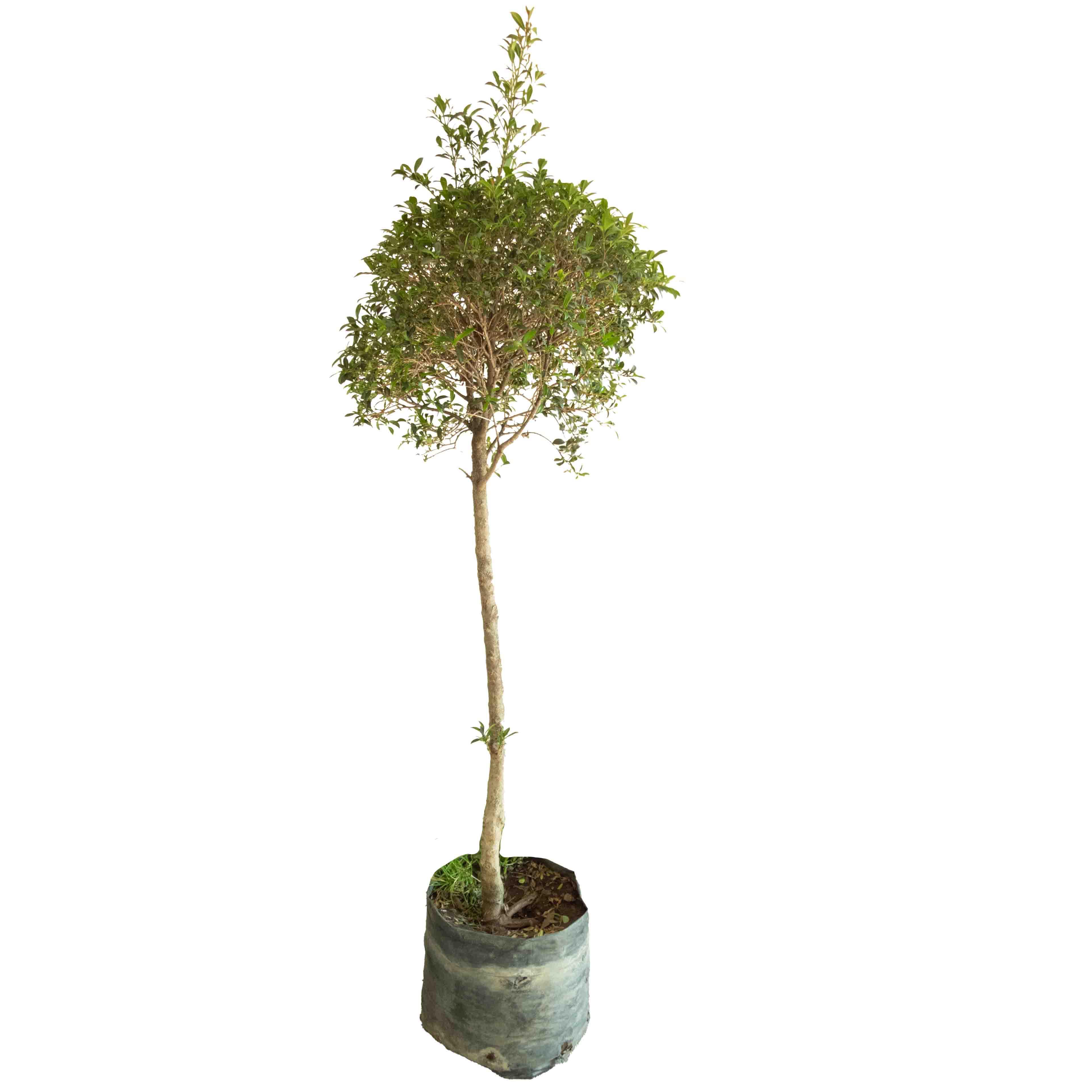 EUGENIA FORMADA - Vivero Yañez 