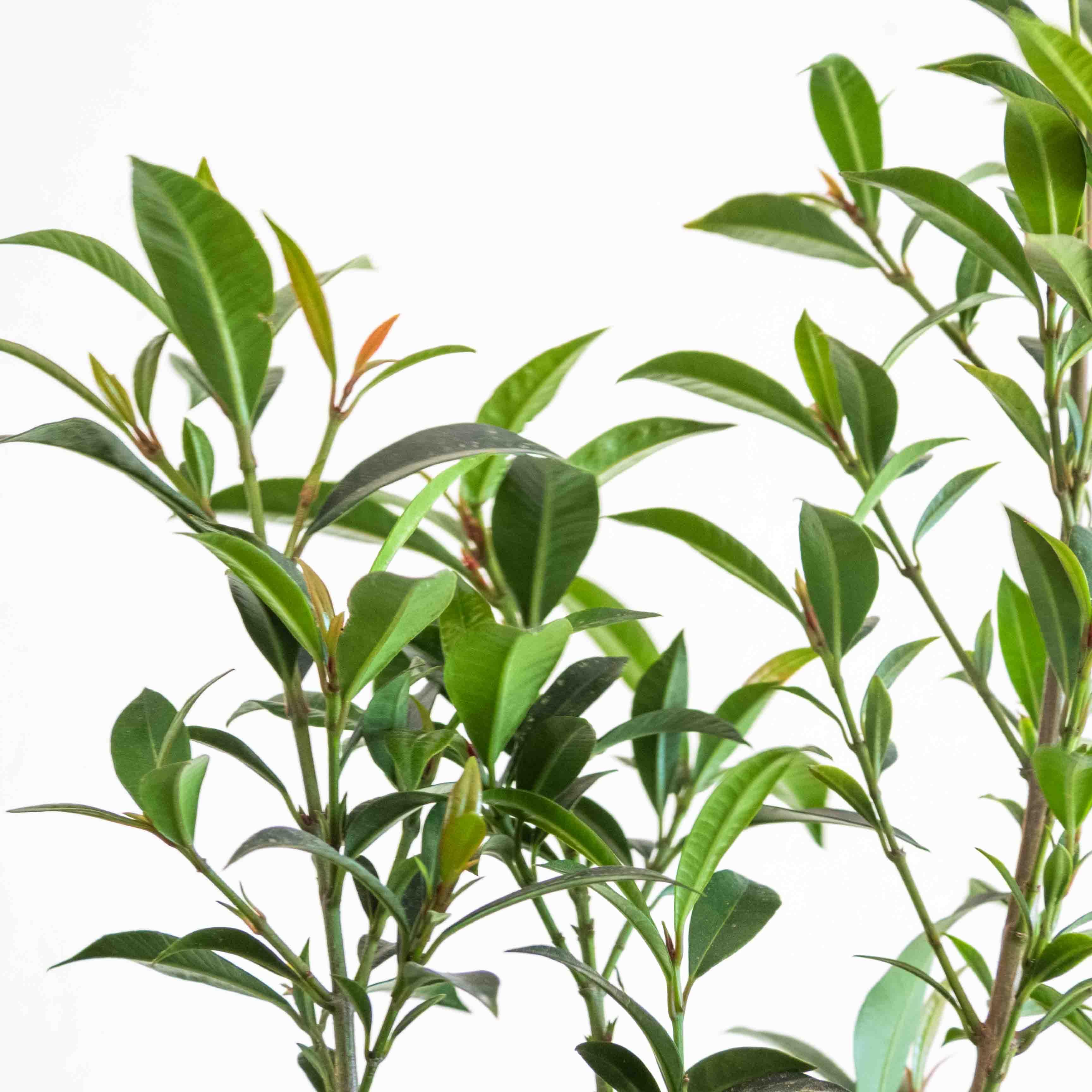 EUGENIA FORMADA - Vivero Yañez 
