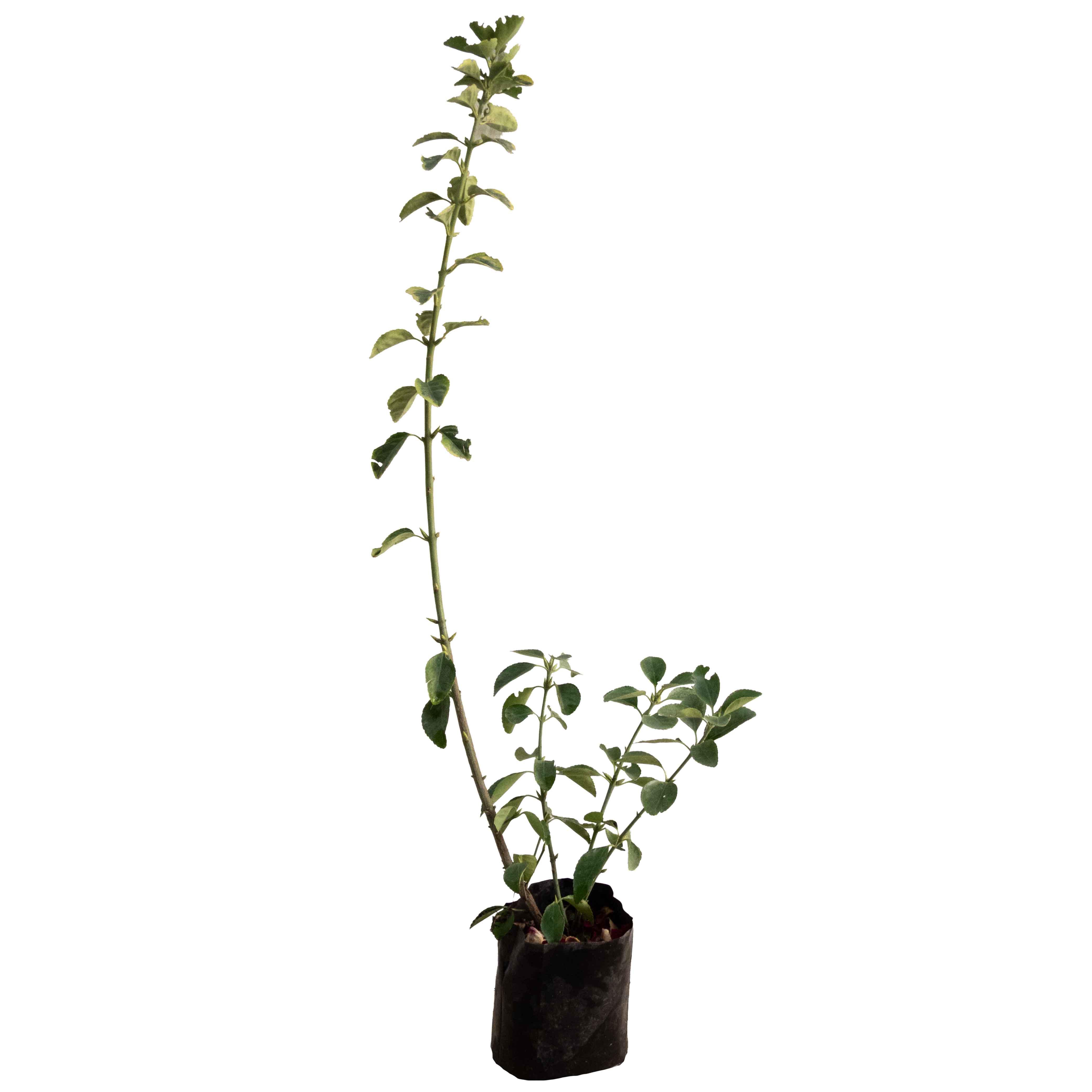 EVONIMO (EUONYMUS) - Vivero Yañez 