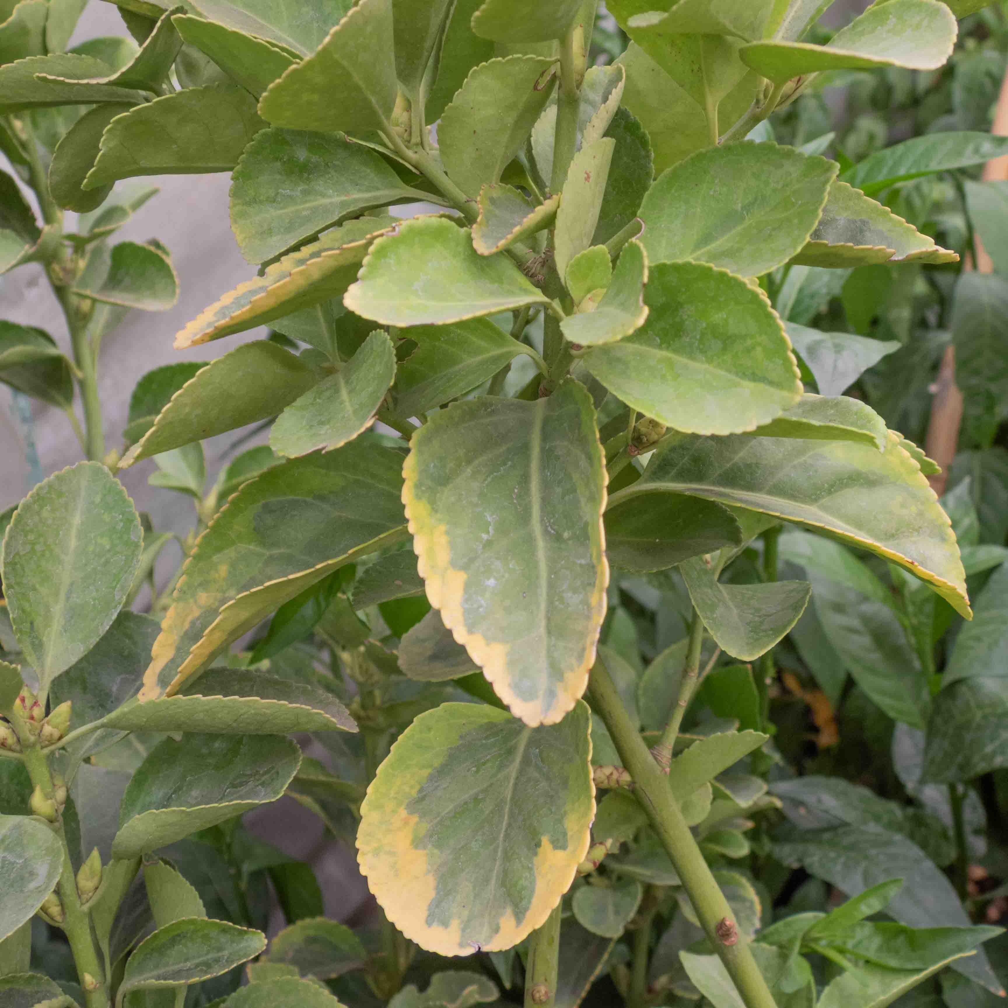 EVONIMO (EUONYMUS) - Vivero Yañez 