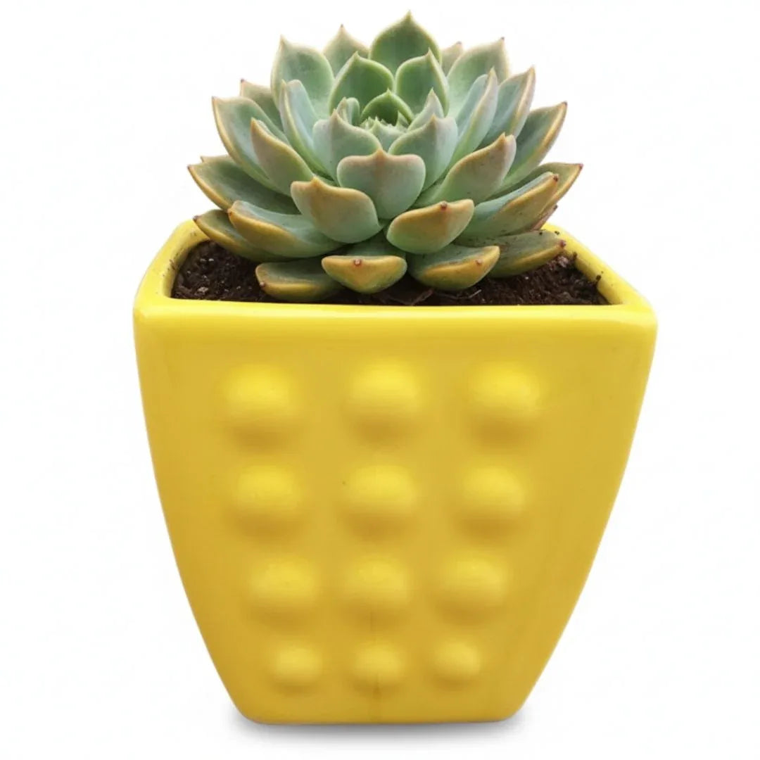 MACETA DE CERAMICA FIBULA - Vivero Yañez 