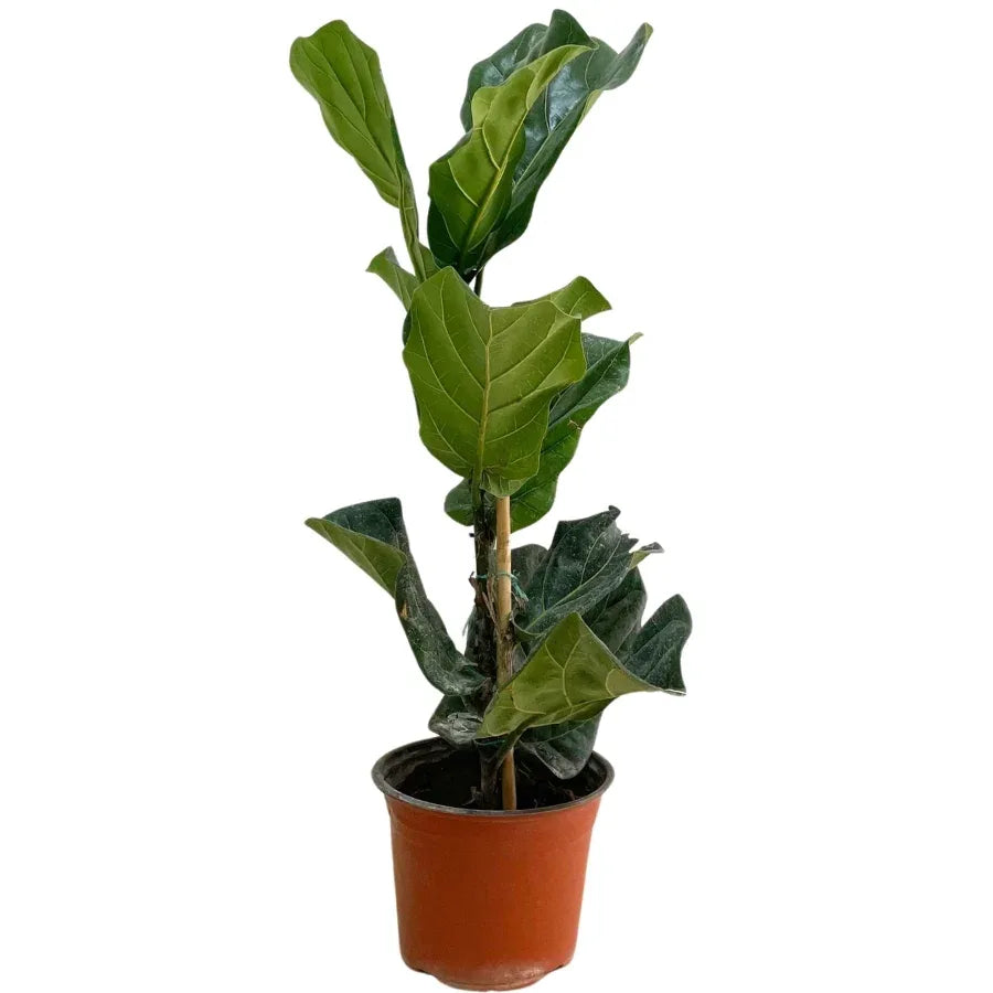 FICUS PANDURATA CHICO - Vivero Yañez 