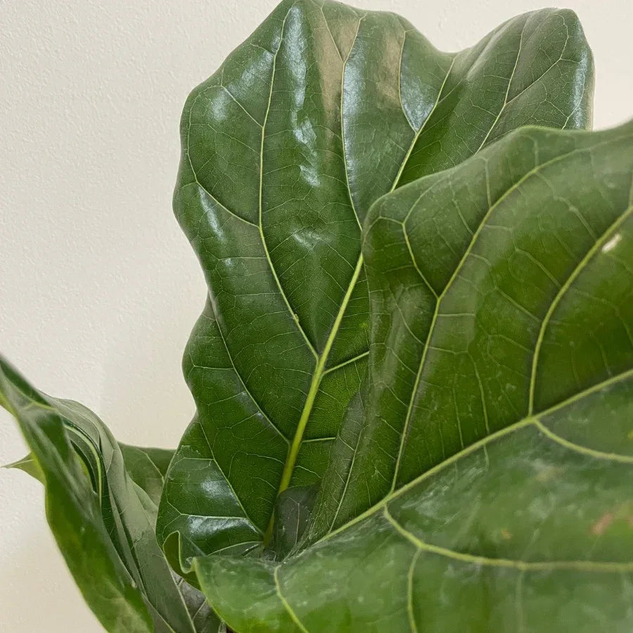 FICUS PANDURATA CHICO - Vivero Yañez 