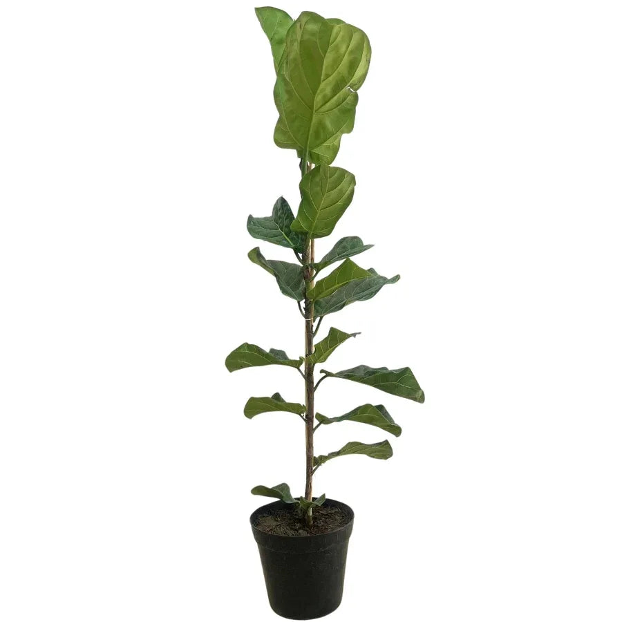 FICUS PANDURATA GRANDE - Vivero Yañez 