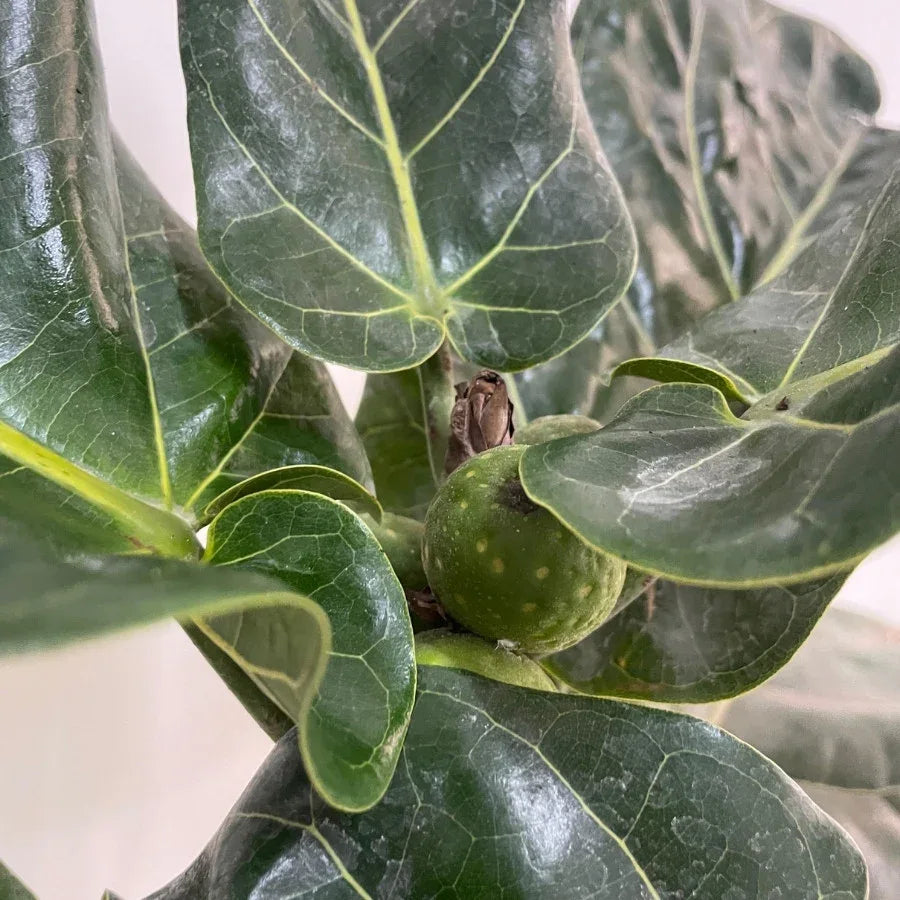 FICUS PANDURATA GRANDE - Vivero Yañez 