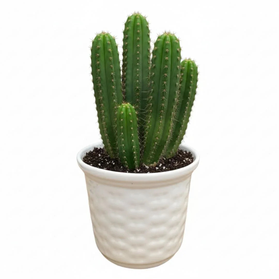 MACETA DE CERAMICA FILICO - Vivero Yañez 