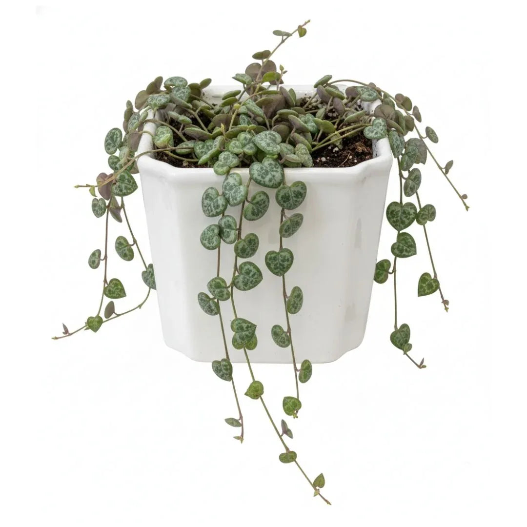 MACETA DE CERAMICA FINICOR - Vivero Yañez 