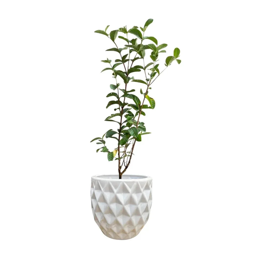 MACETA DE CERAMICA FLAVIO - Vivero Yañez 