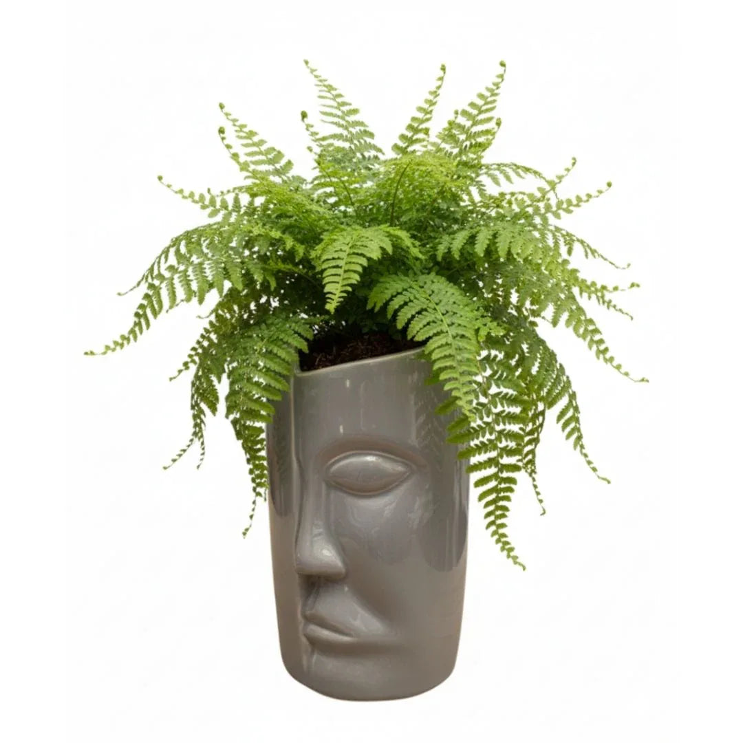 MACETA DE CERAMICA FORTUNA - Vivero Yañez 
