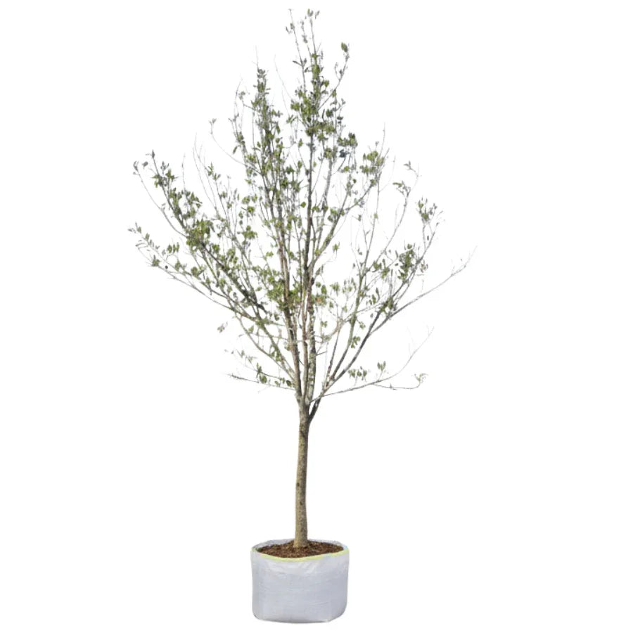 ARBOL FRESNO COMUN JUMBO - Vivero Yañez 