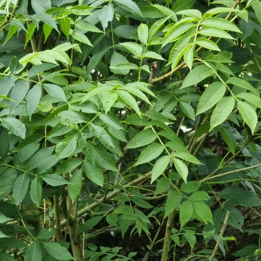 ARBOL FRESNO COMUN JUMBO - Vivero Yañez 