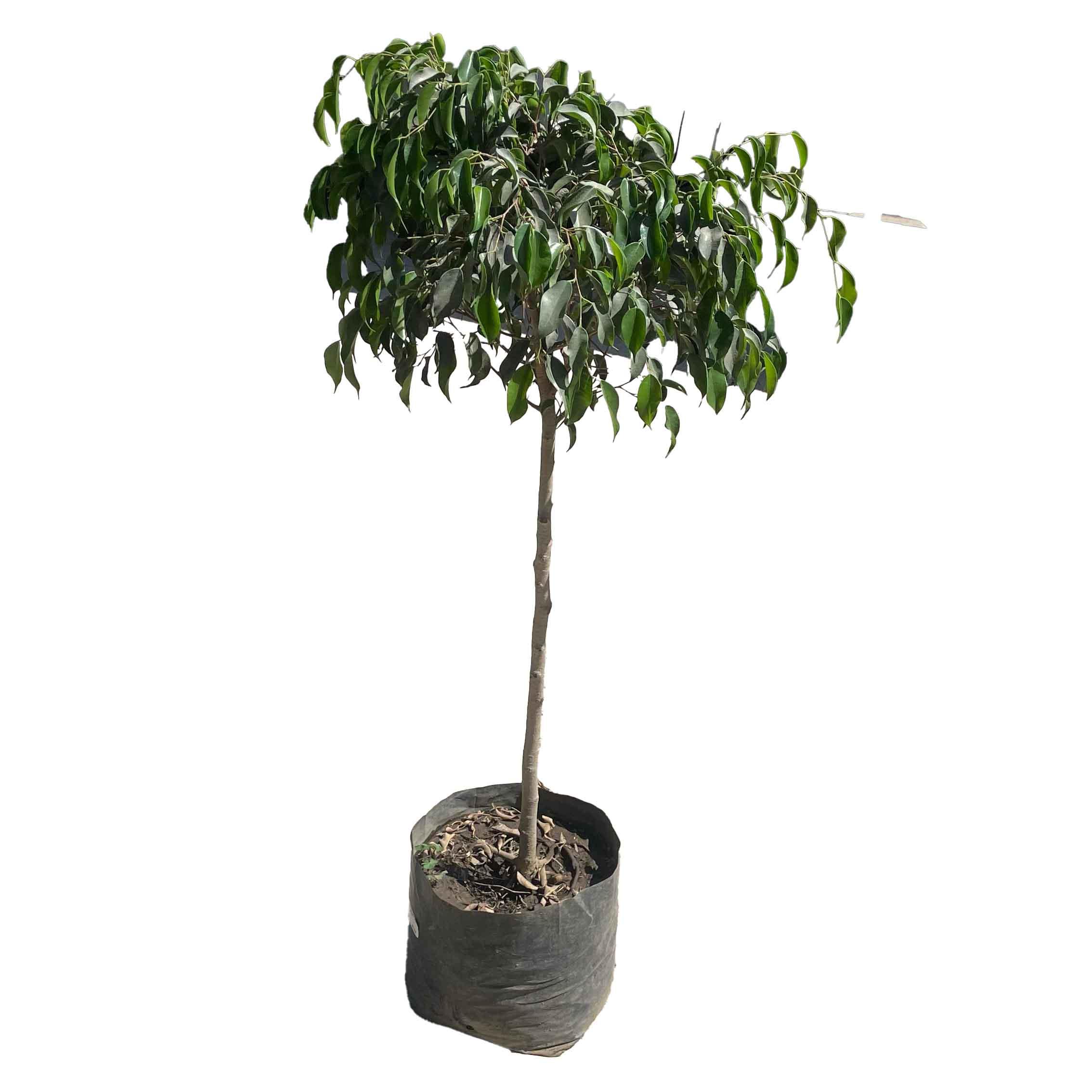 FICUS BENJAMINA MEDIANO - Vivero Yañez 