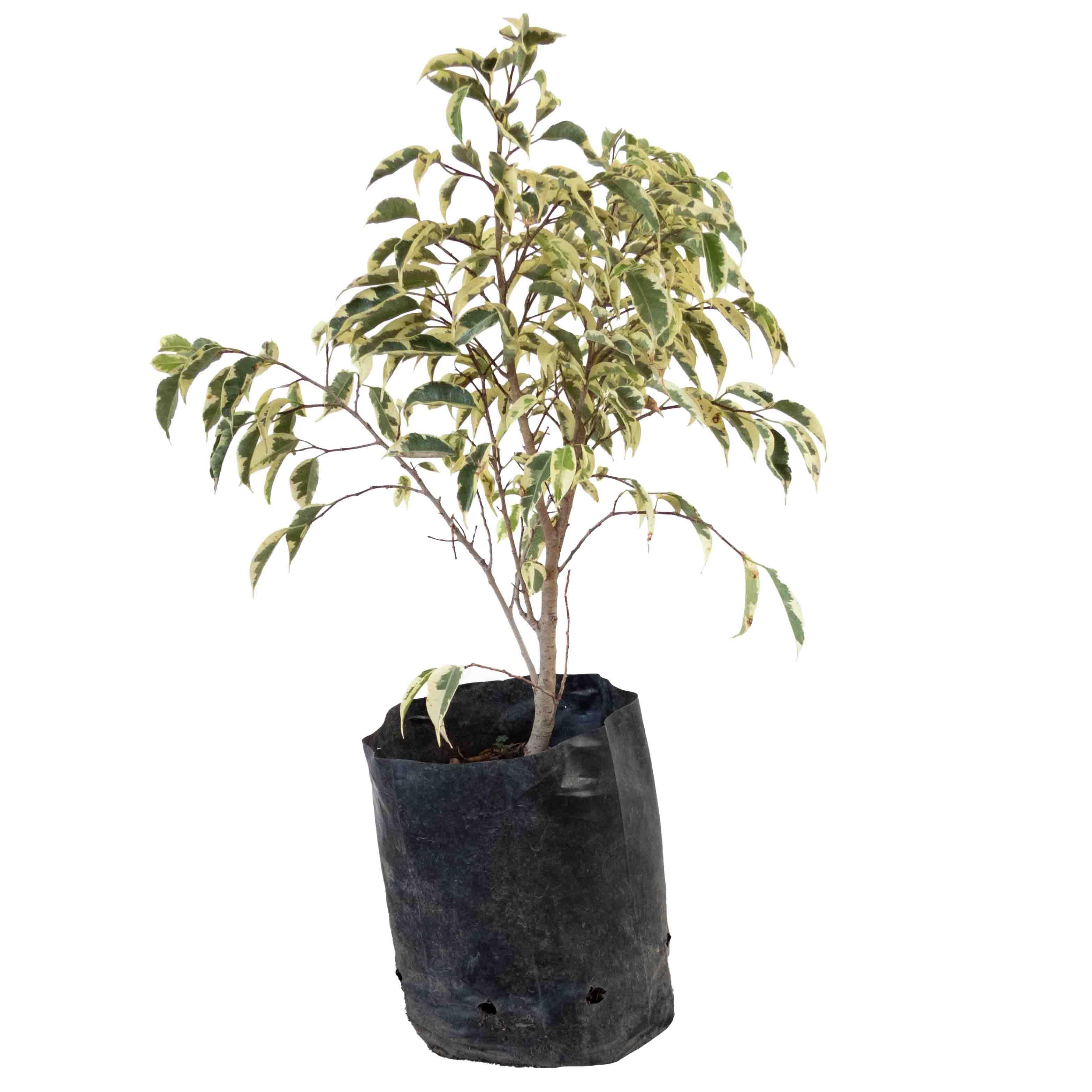 FICUS STARLIGHT CHICO - Vivero Yañez 