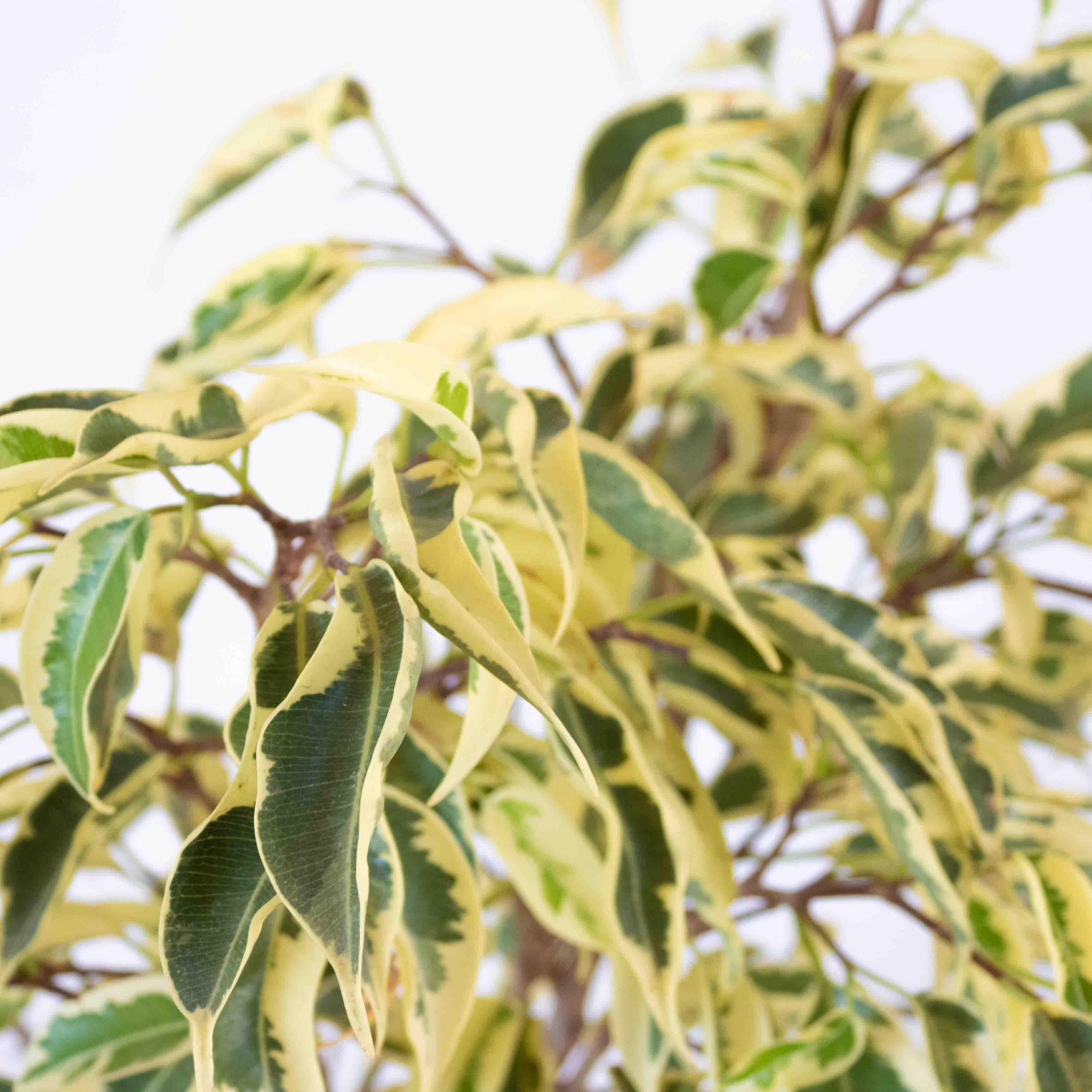 FICUS STARLIGHT CHICO - Vivero Yañez 