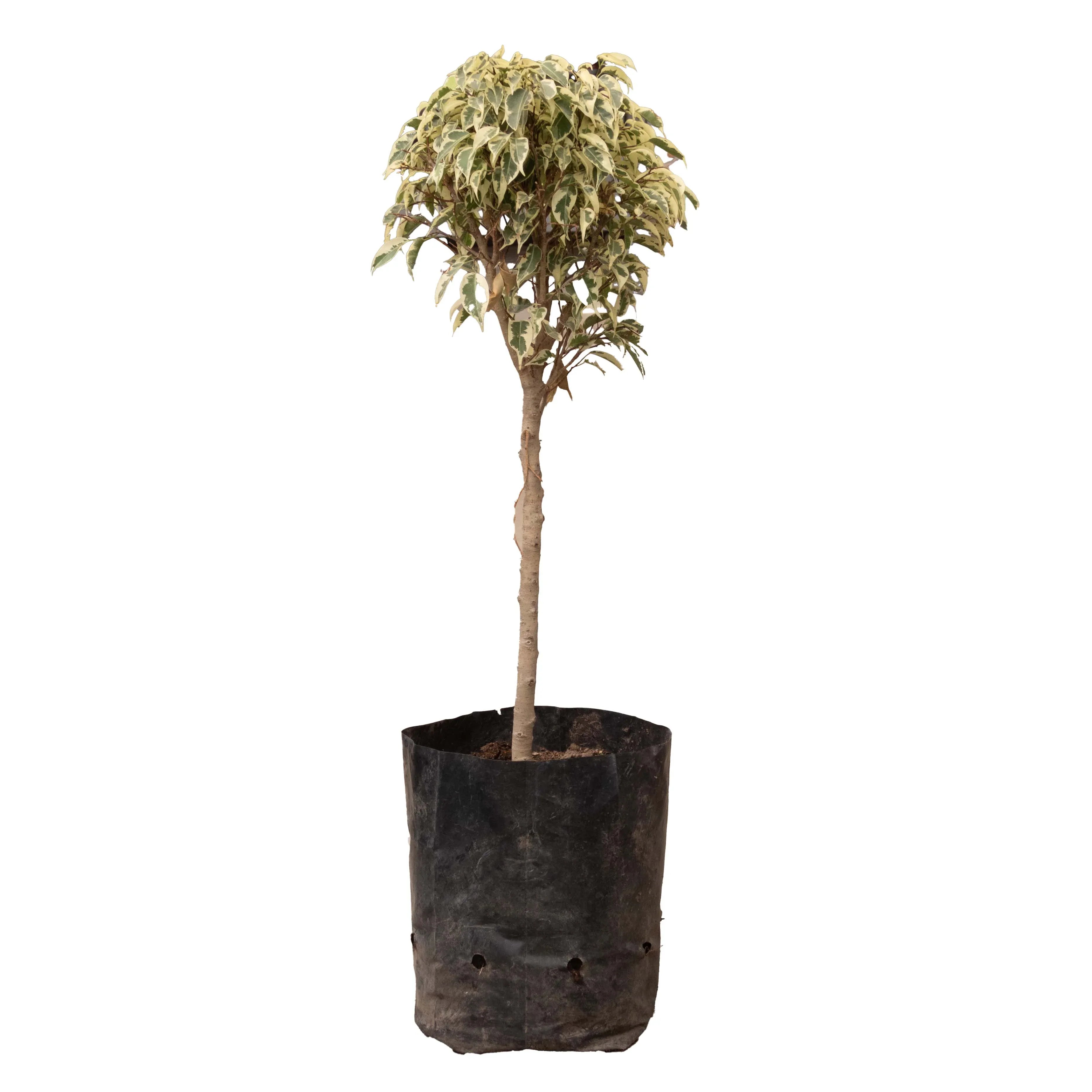 FICUS STARLIGHT MEDIANO - Vivero Yañez 