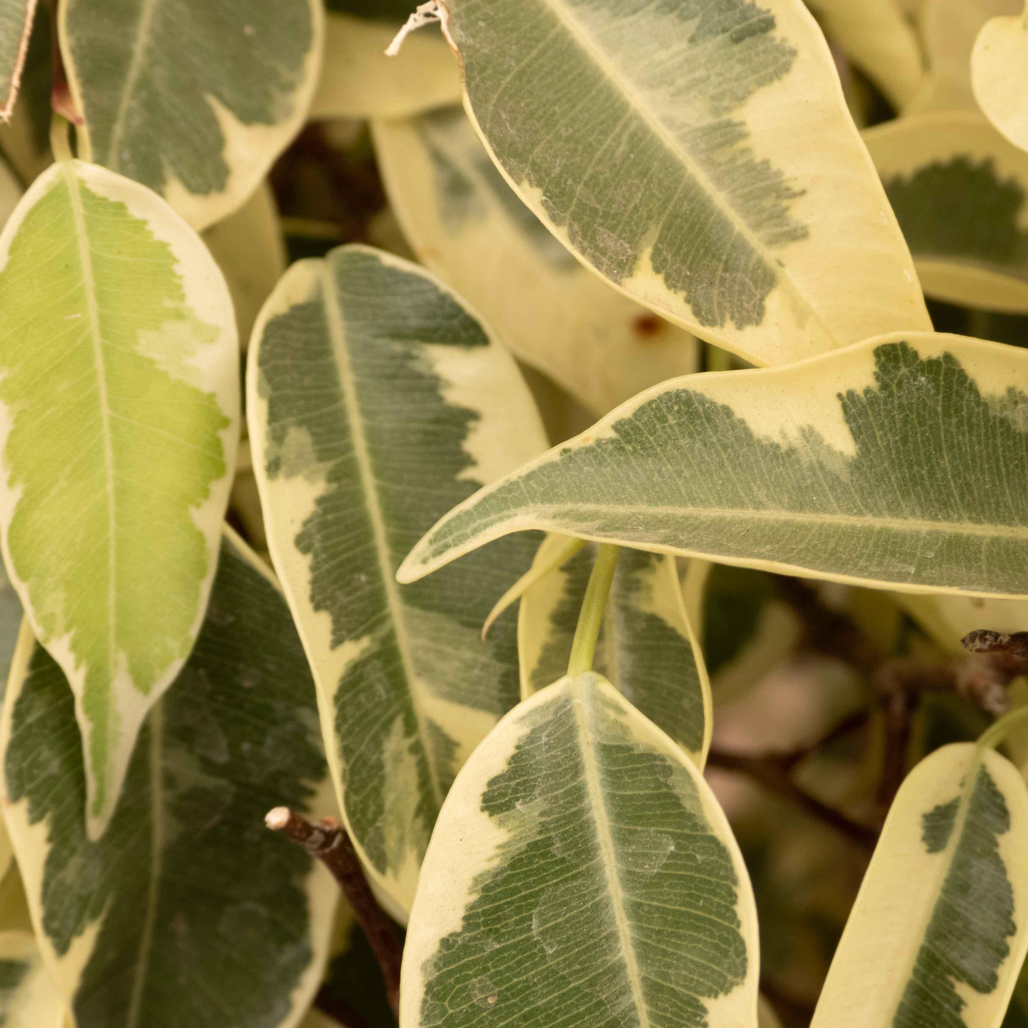 FICUS STARLIGHT MEDIANO - Vivero Yañez 