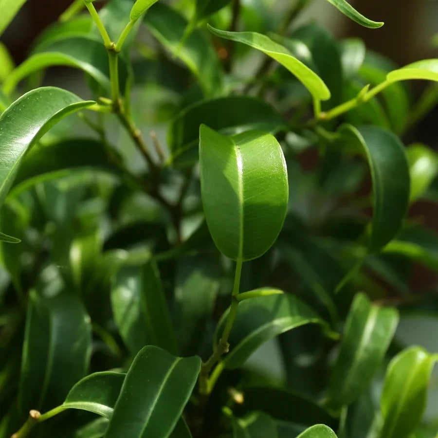FICUS BENJAMINA GRANDE - Vivero Yañez 