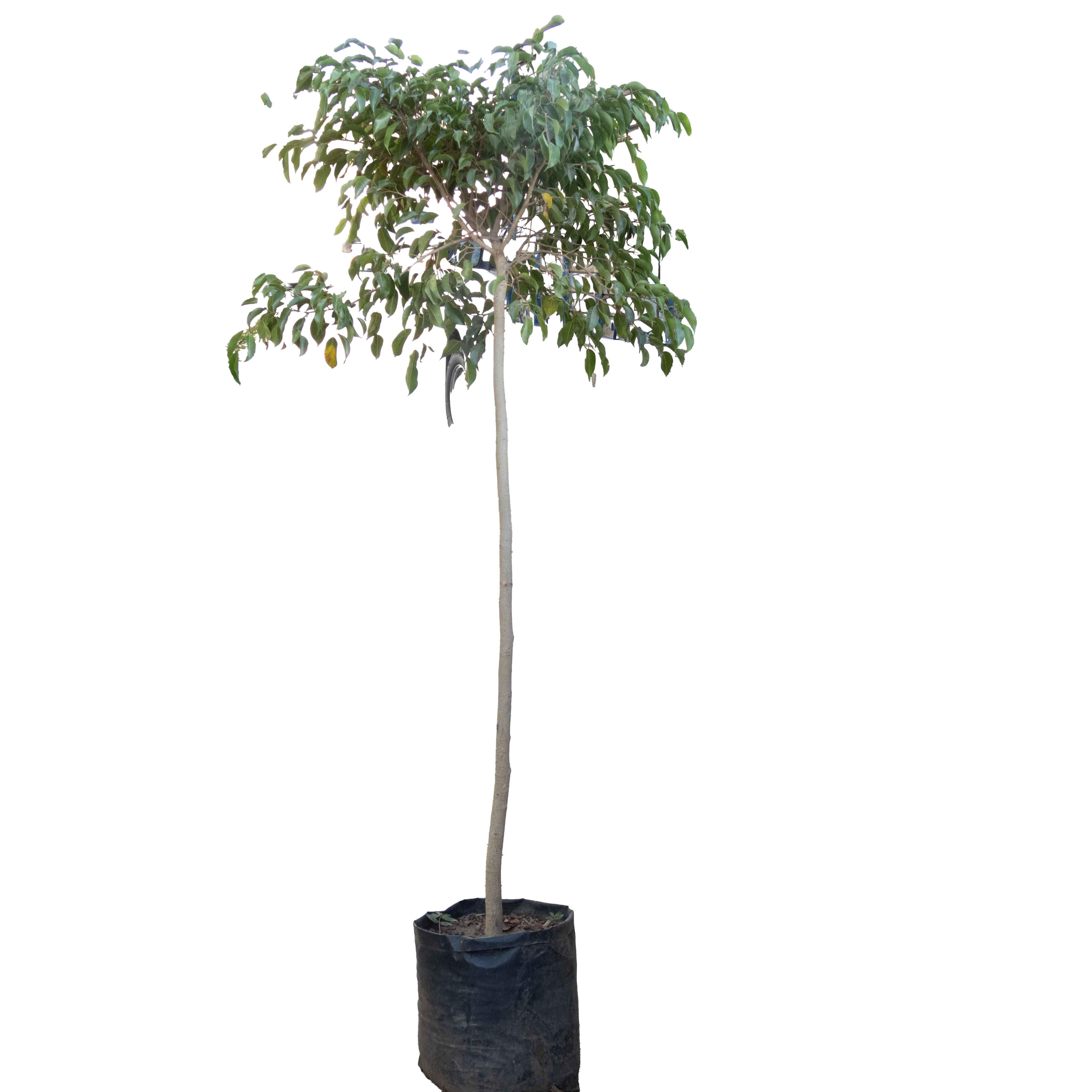 FICUS BENJAMINA GRANDE - Vivero Yañez 