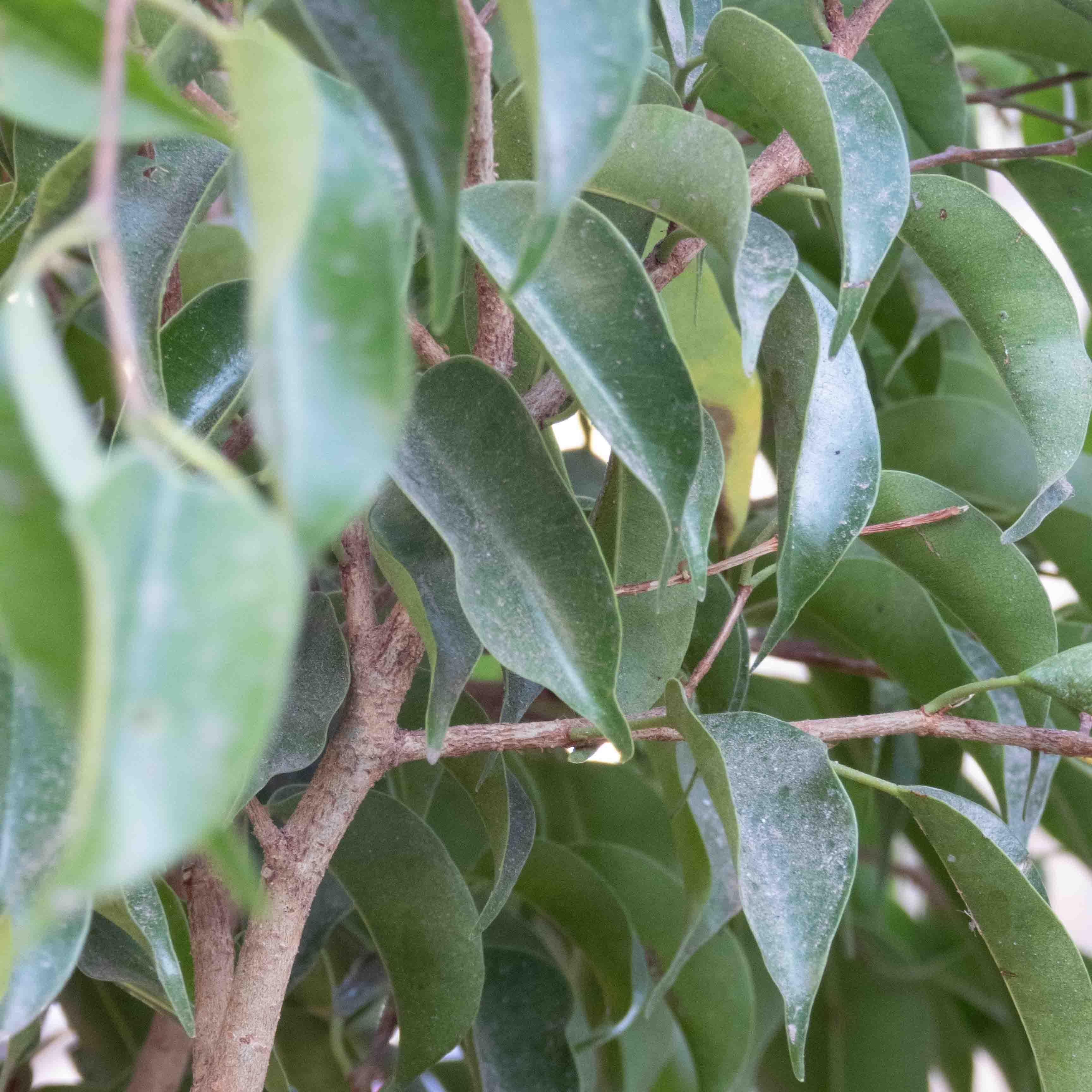 FICUS BENJAMINA MEDIANO - Vivero Yañez 