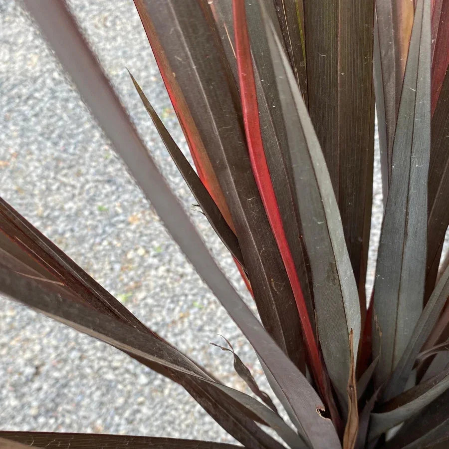FORNIO ROJO - Vivero Yañez 