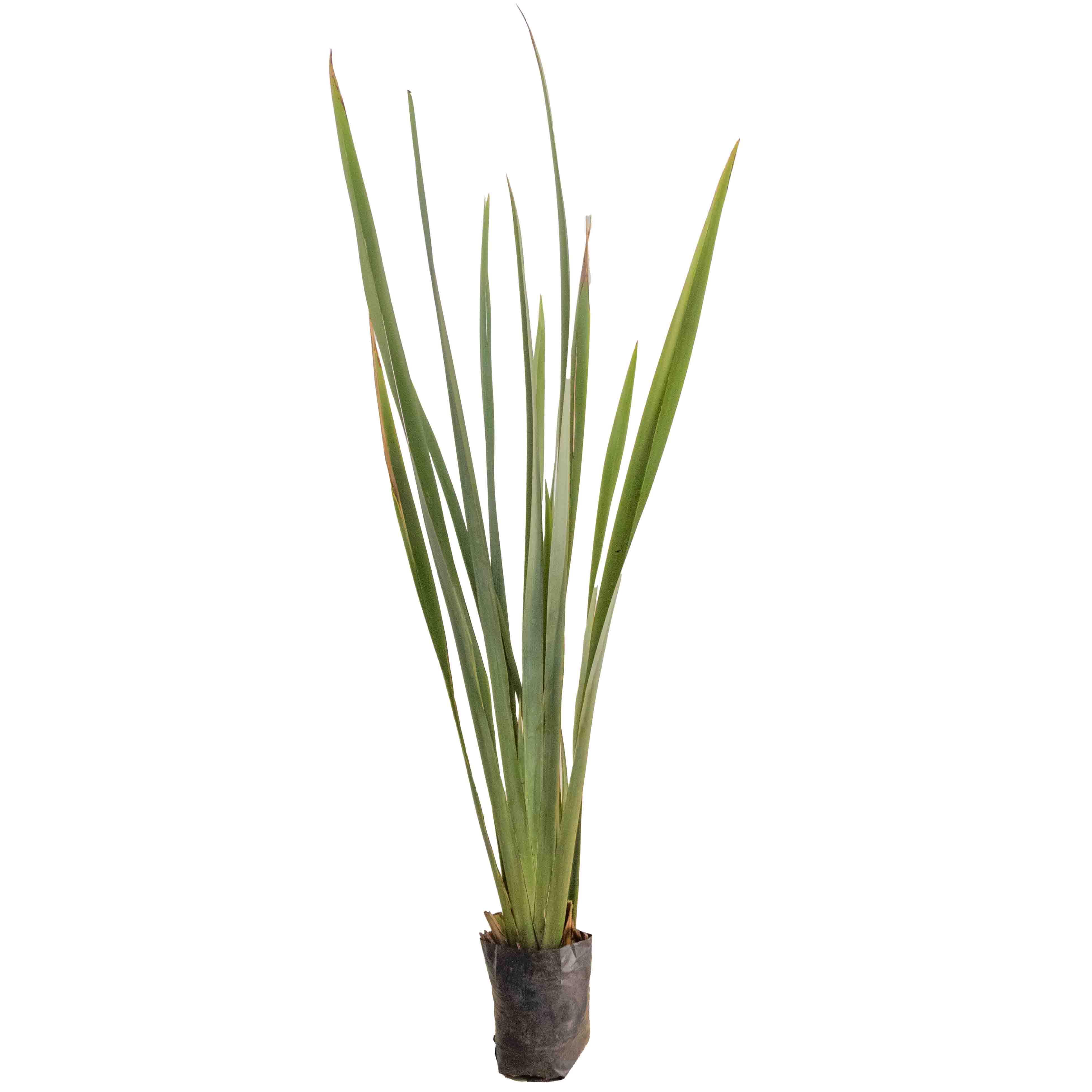 FORNIO VERDE - Vivero Yañez 